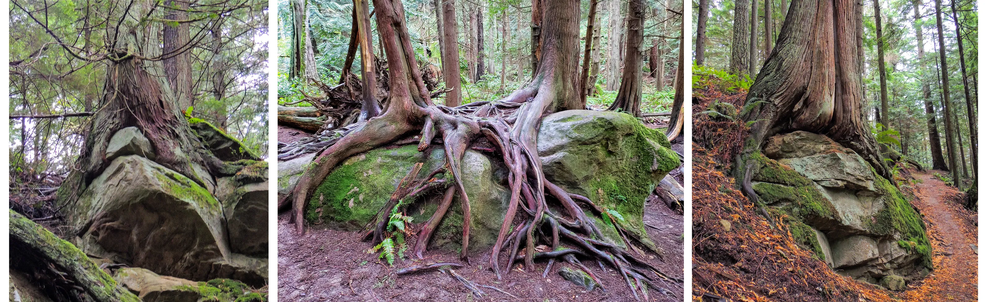 The Tenacity of Trees (in colour)