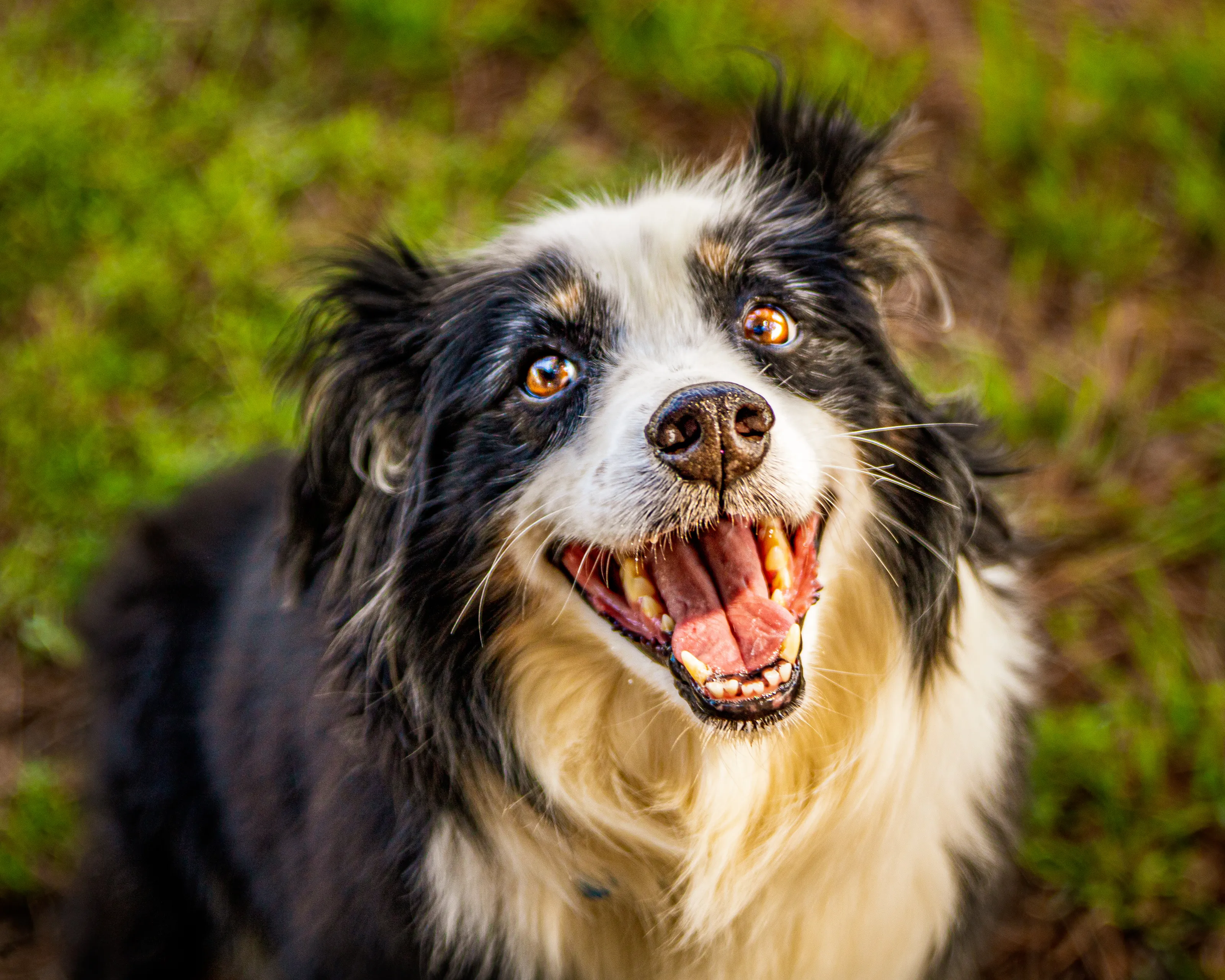 Dogs with Happy Faces