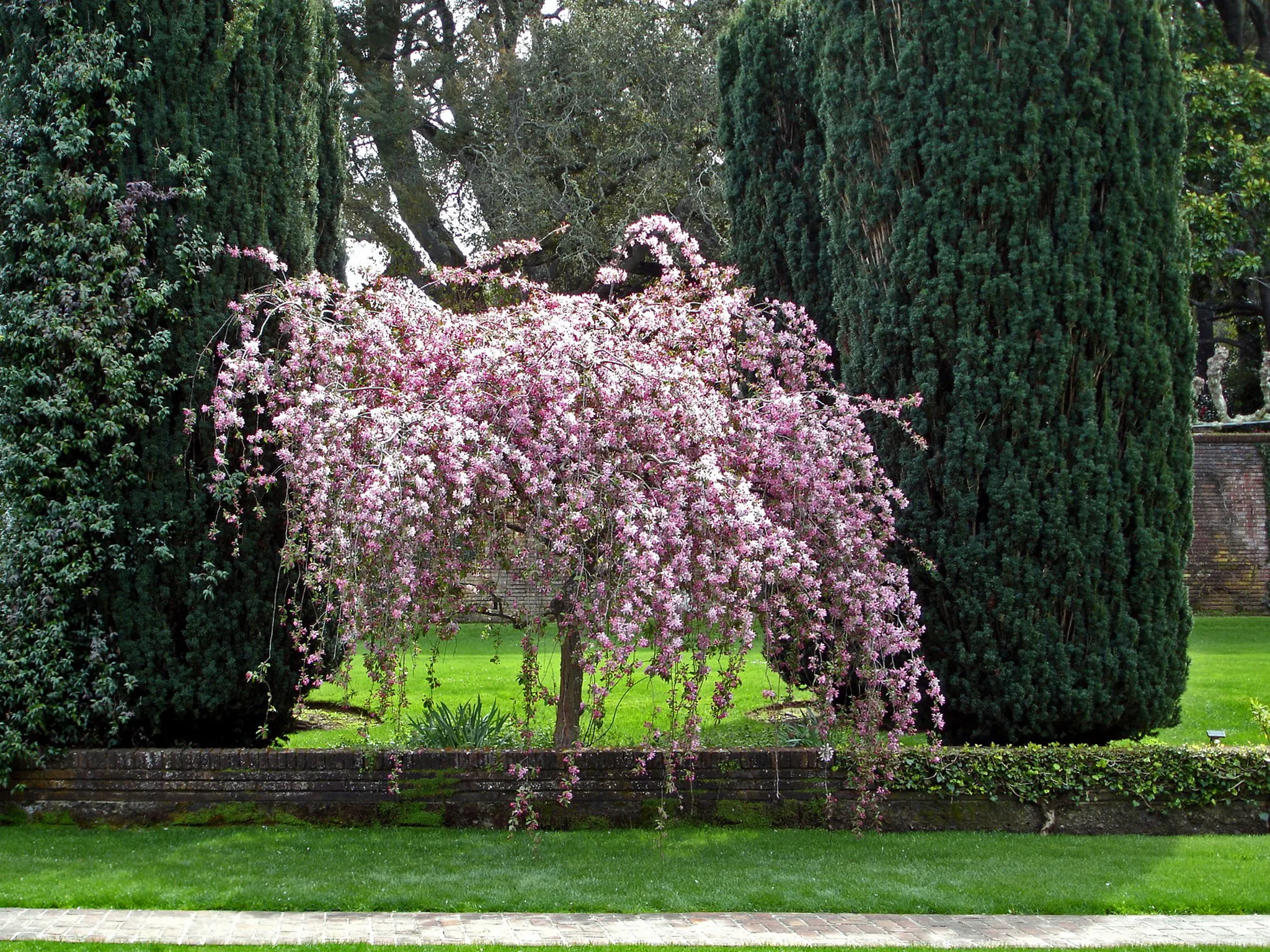 Trees with Pink Flowers