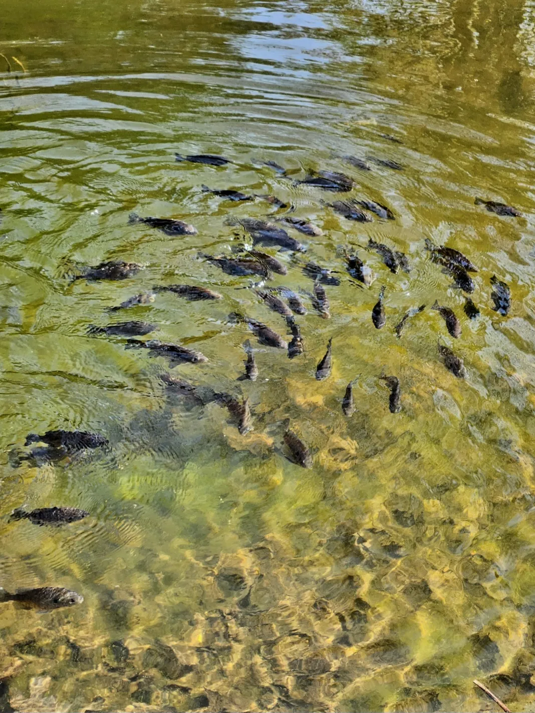 Live Fish in Water Outdoors