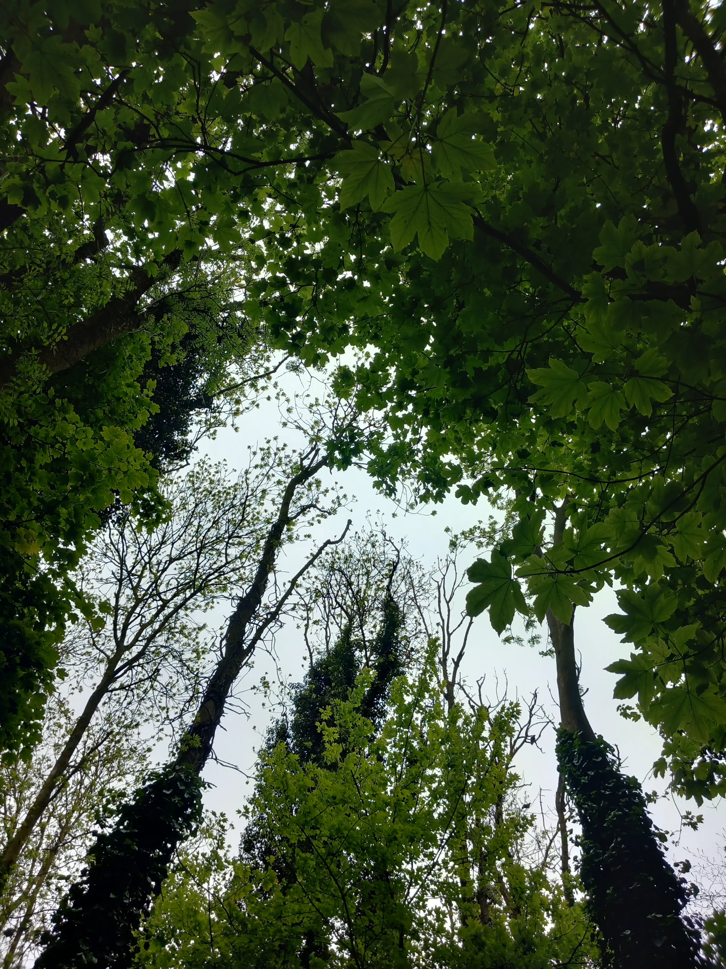 Looking Up Through Trees to the Sky (in colour)