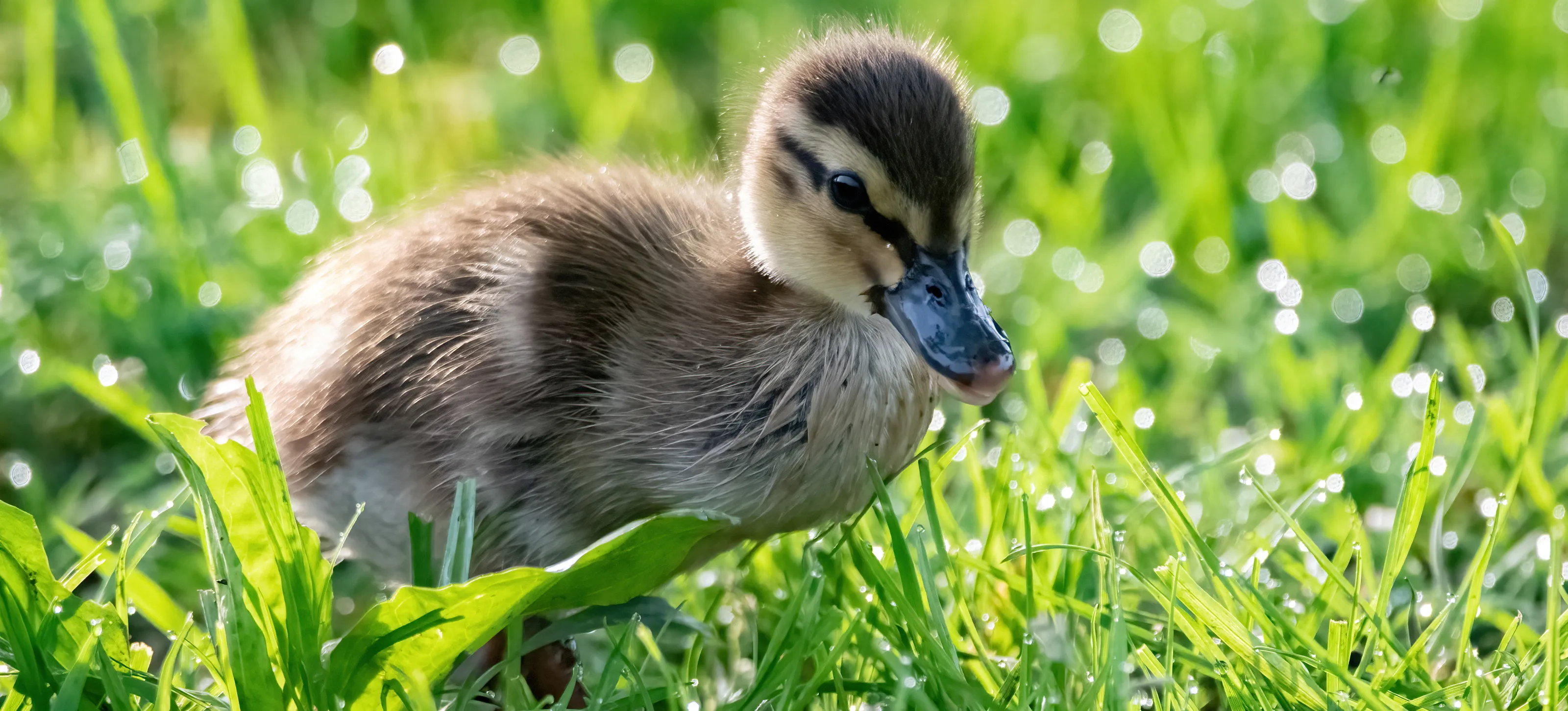 The Young of Web-Footed Waterbirds