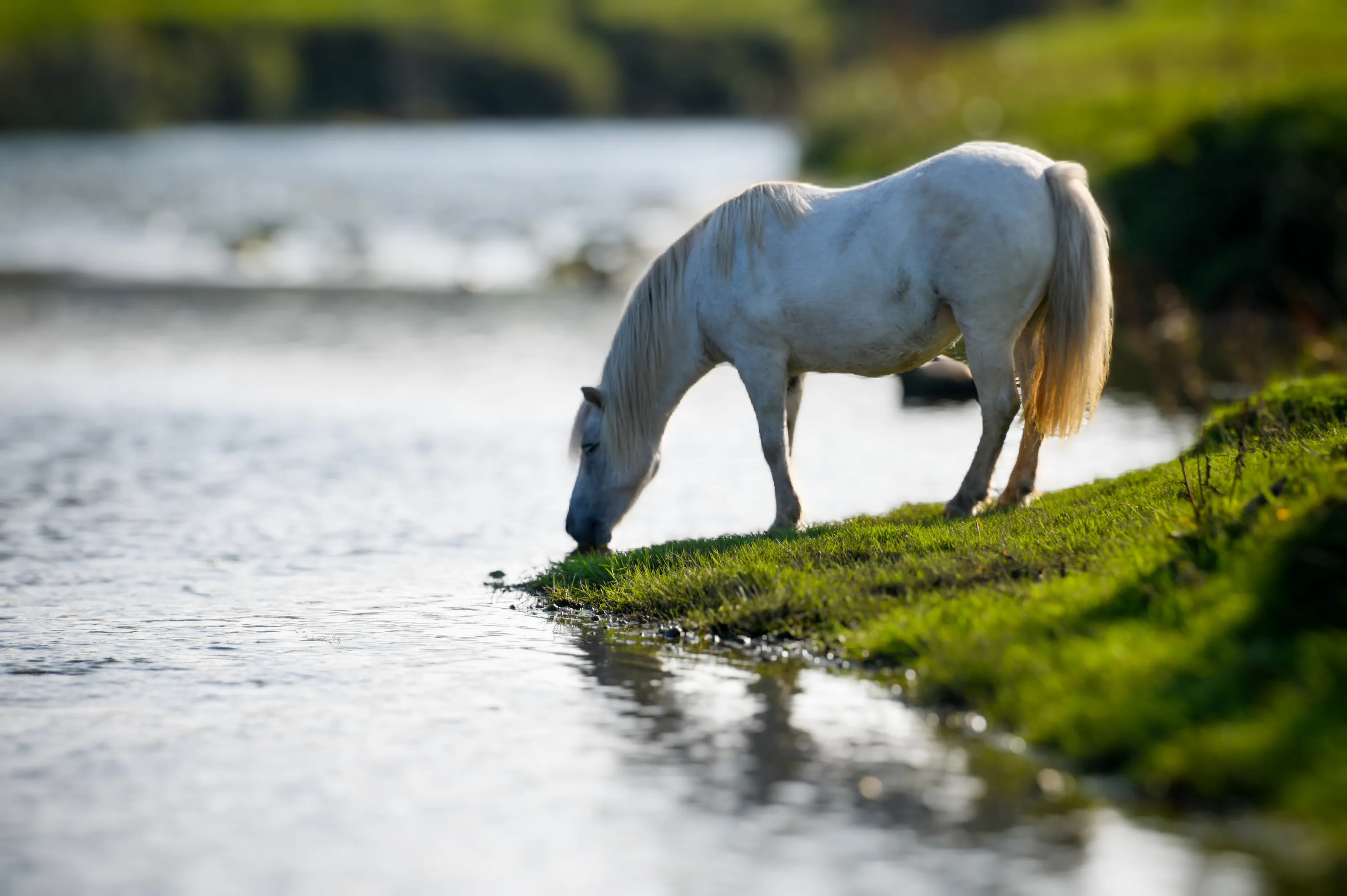 Animals Drinking