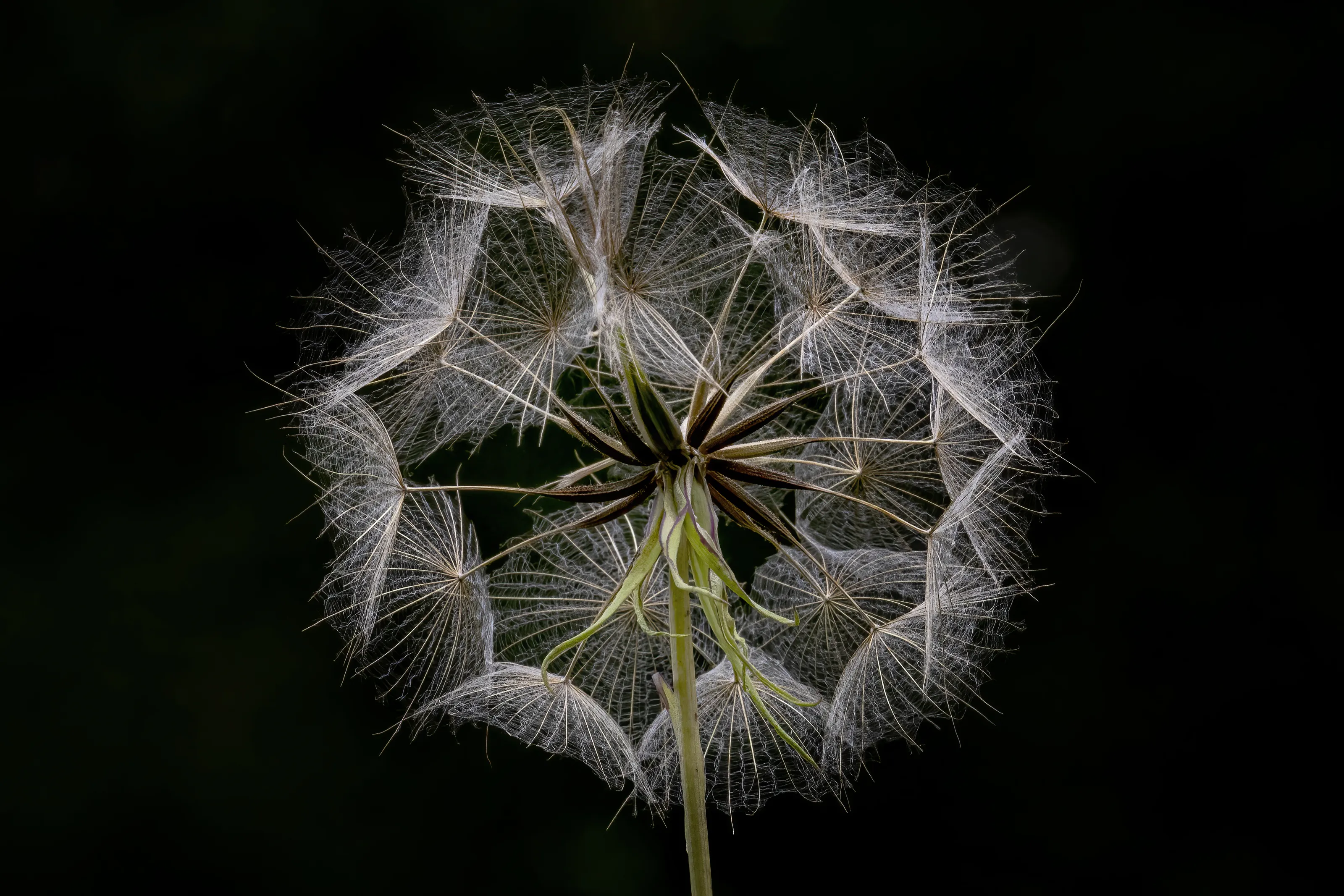 Dandelions