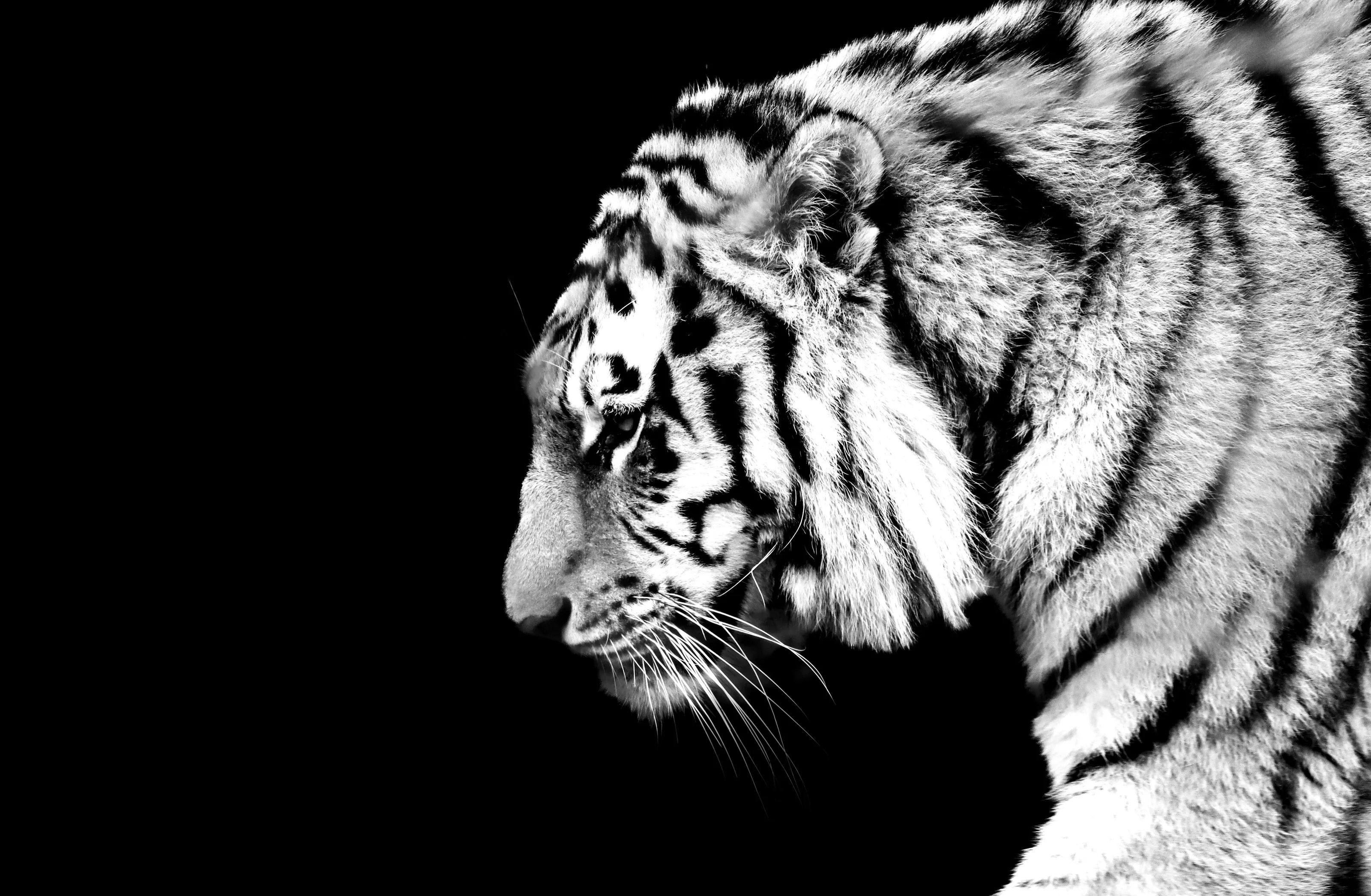 Animals in Black and White