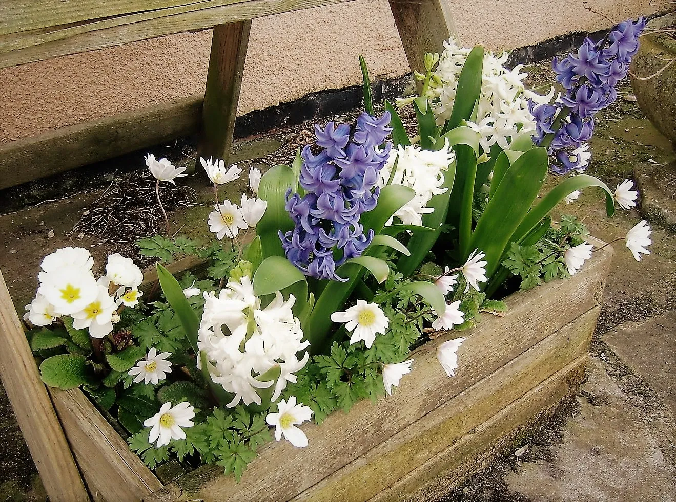 Different Flowers Together (in colour)