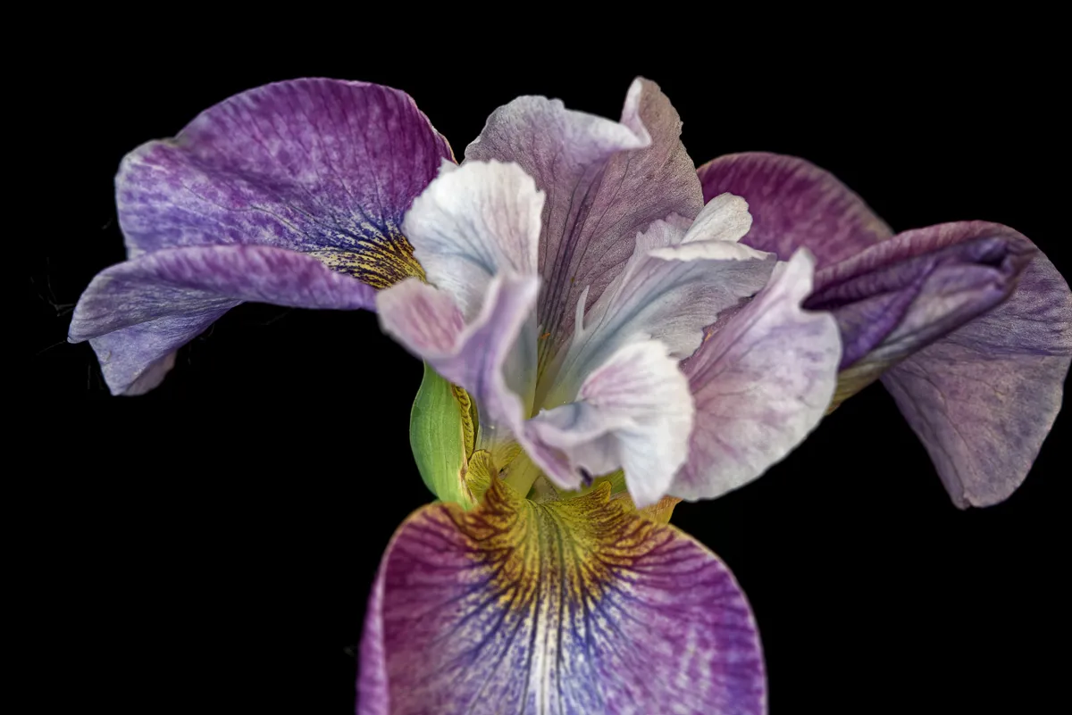 Iris Flowers (in colour)