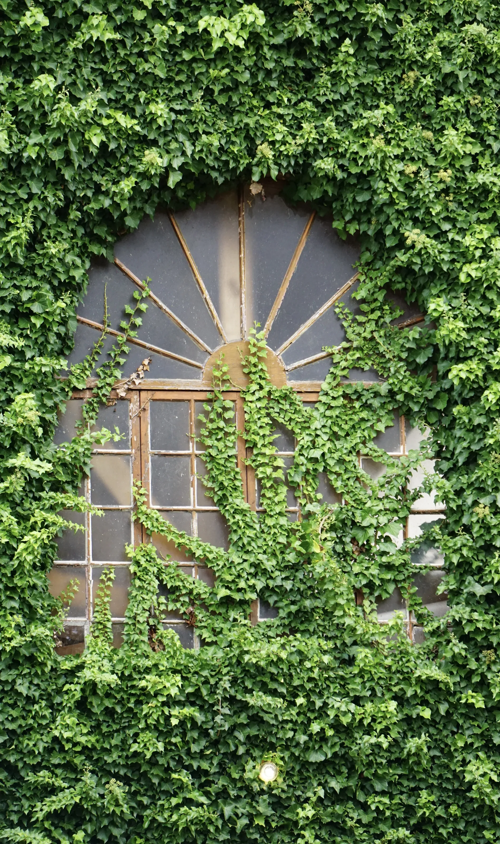 Overgrown Windows and Doors