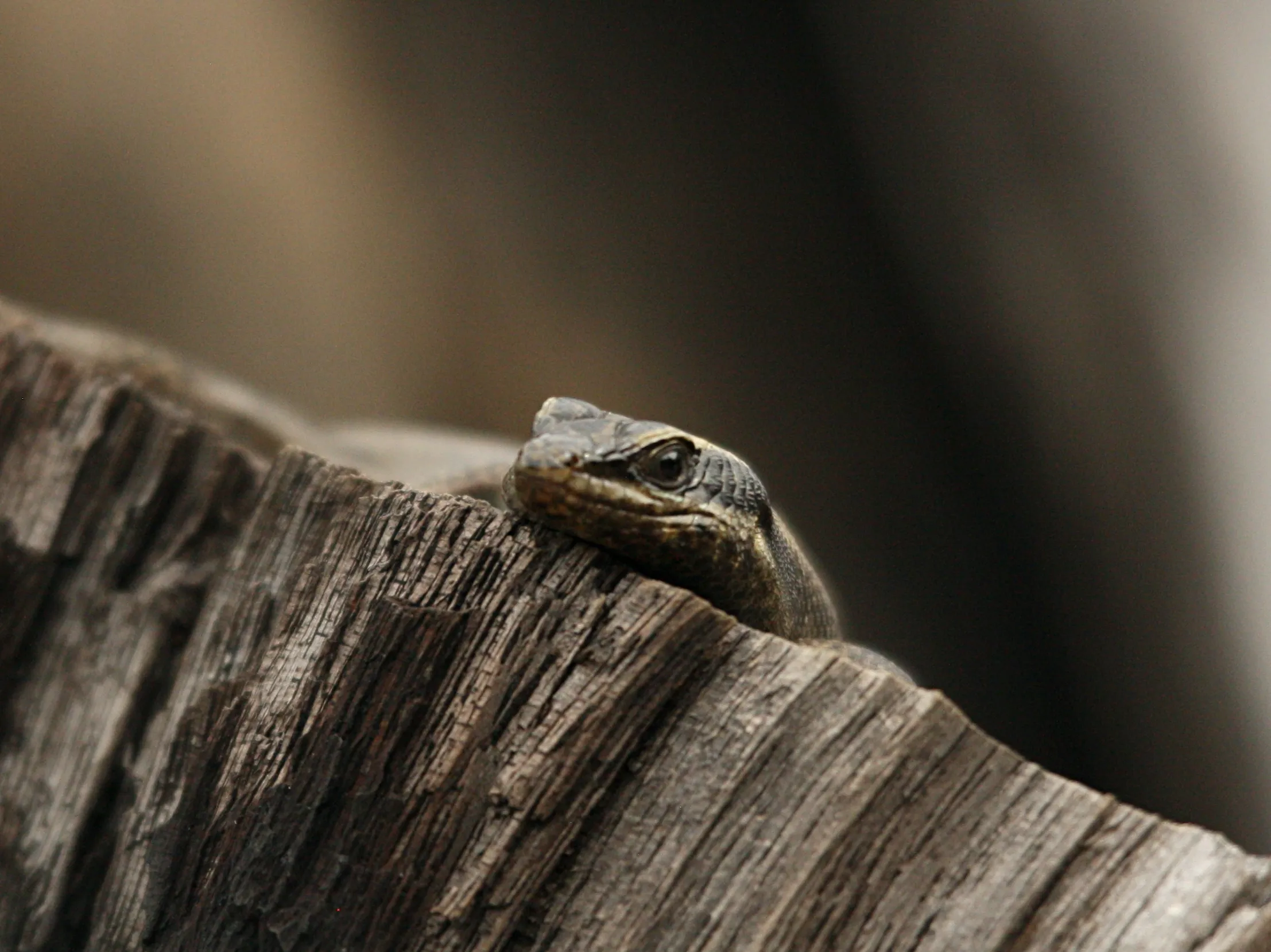 Reptiles