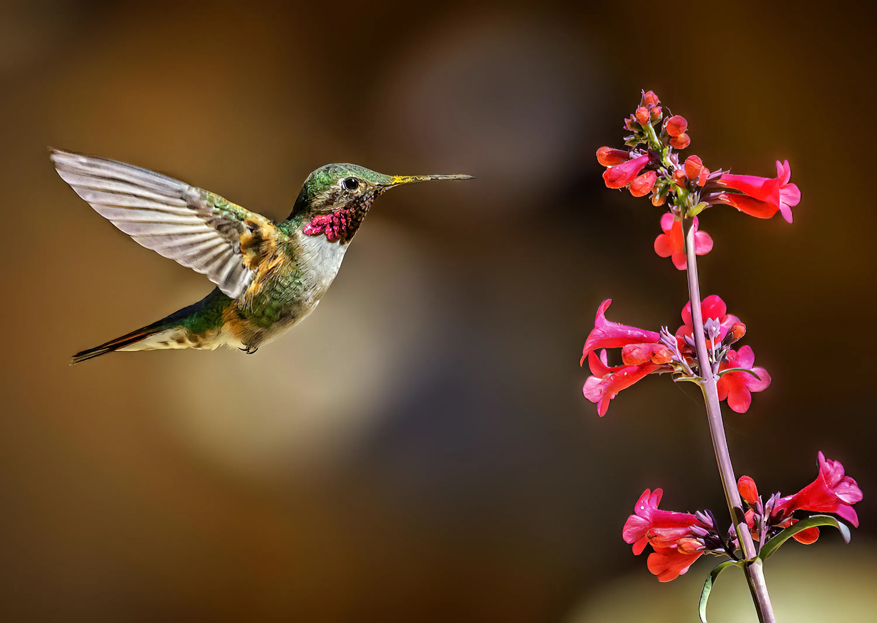 Hummingbirds (in colour)