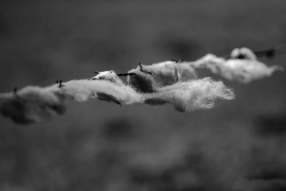 Barbed Wire