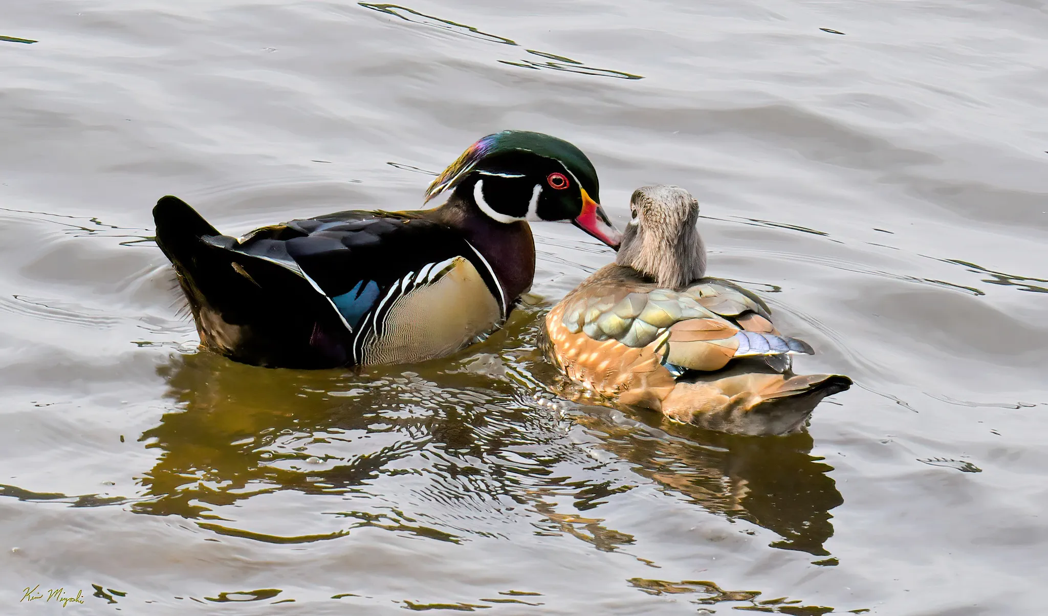 Animal Couples