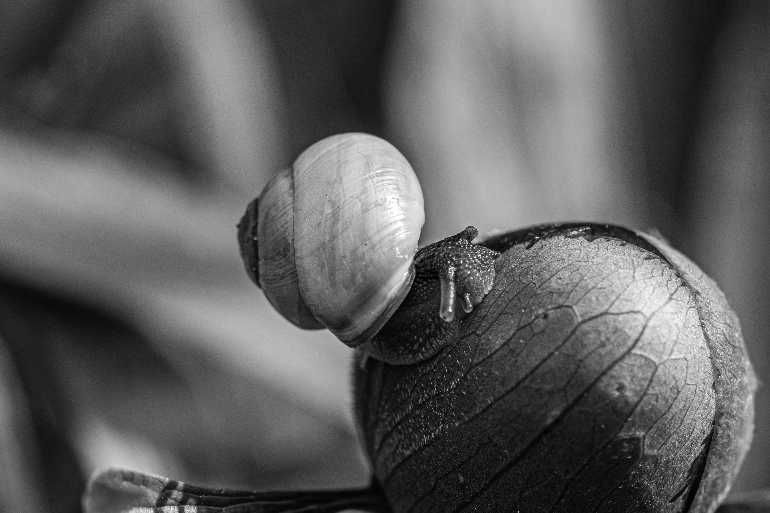 Garden Snails in Black and White