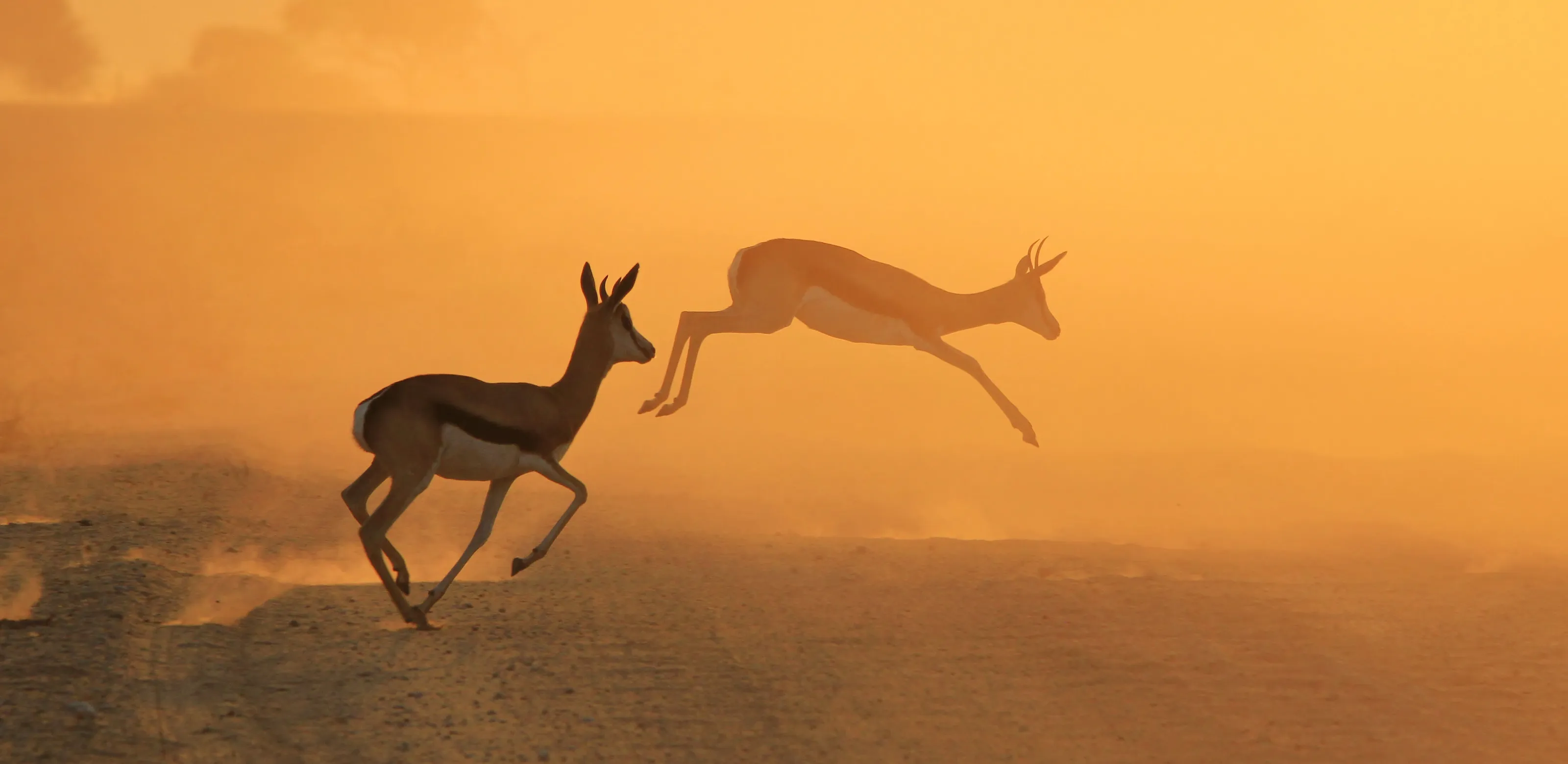 Animal Planet