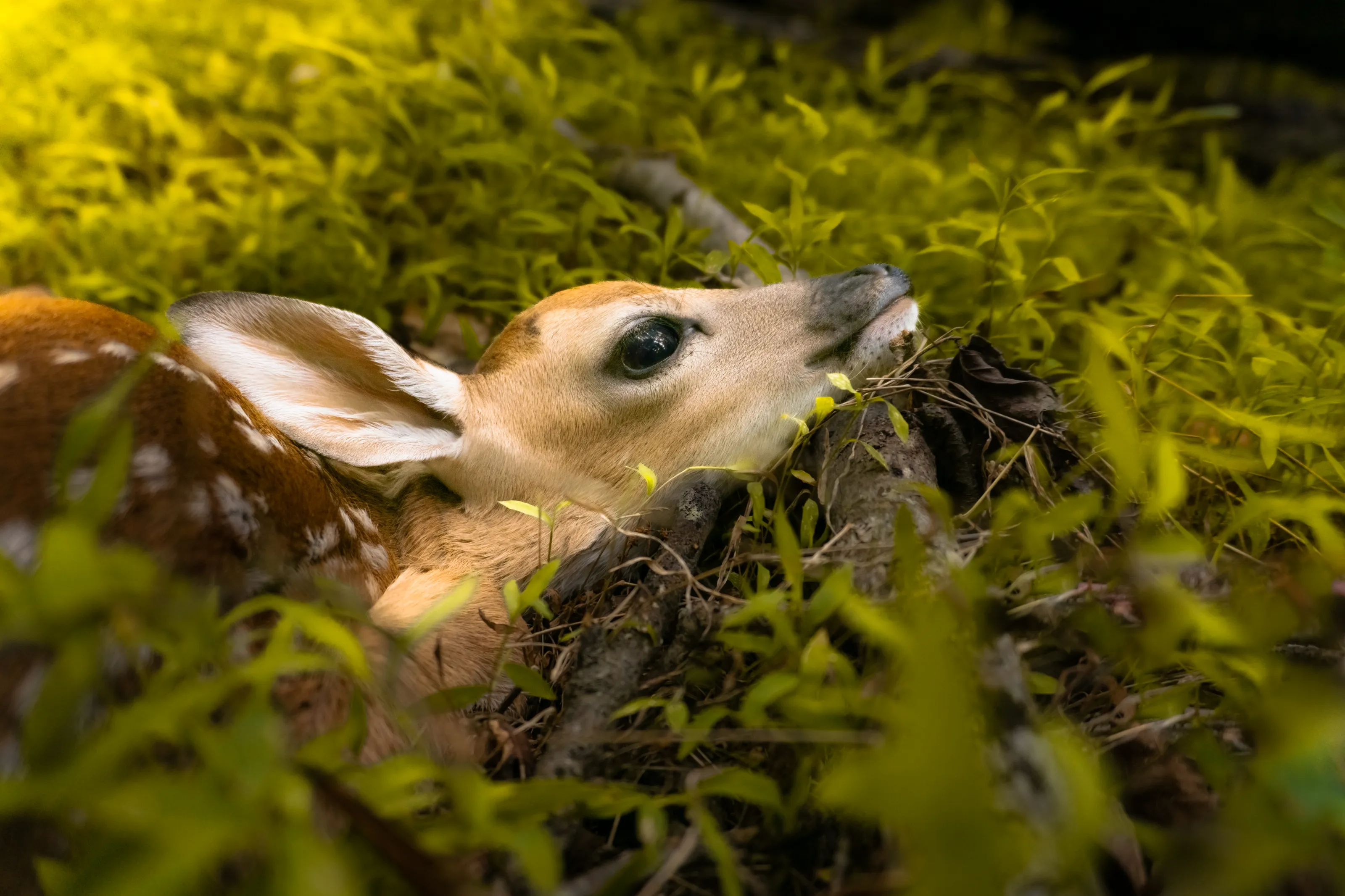 Animals Hidden in the Grass (in colour)