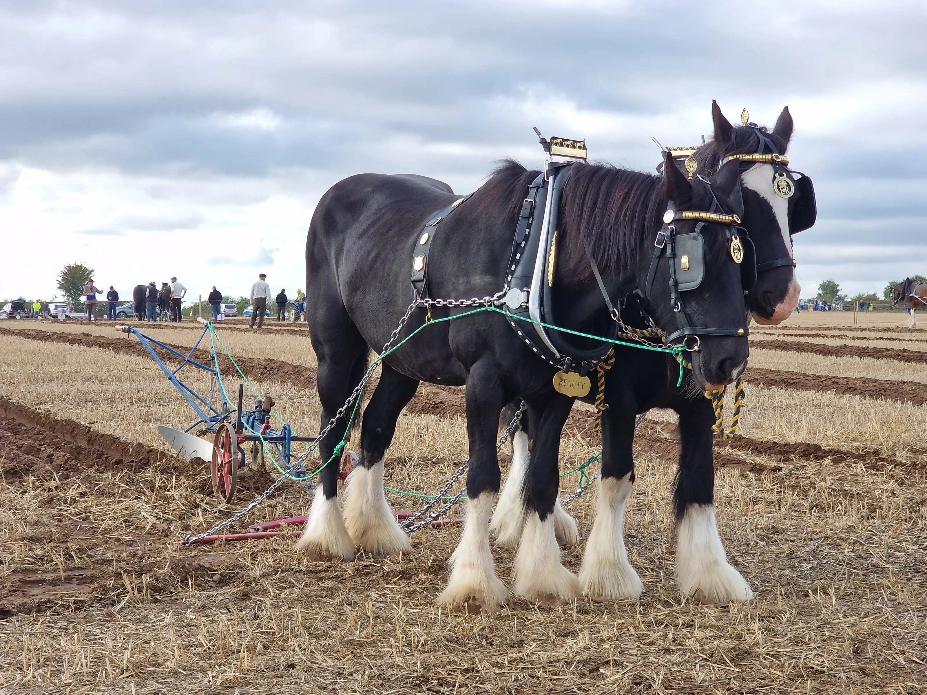 Horses Ploughing or Getting Ready to Plough
