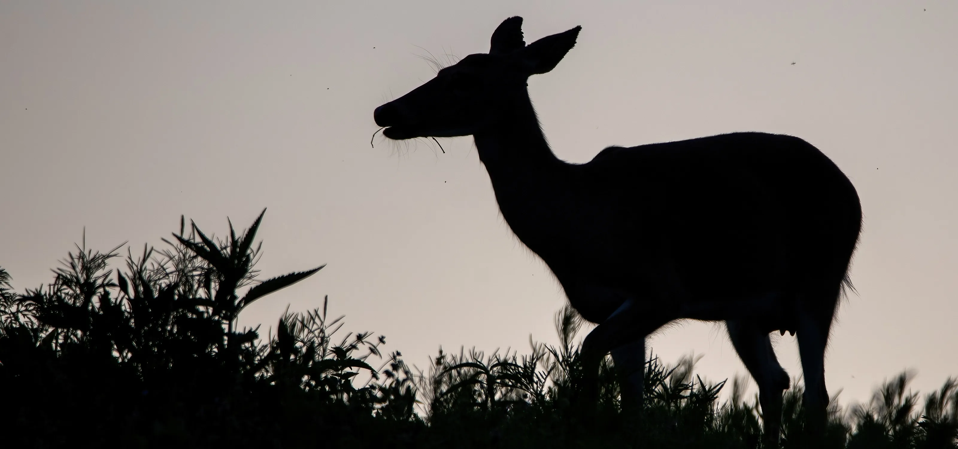 Wild Animals in Silhouette