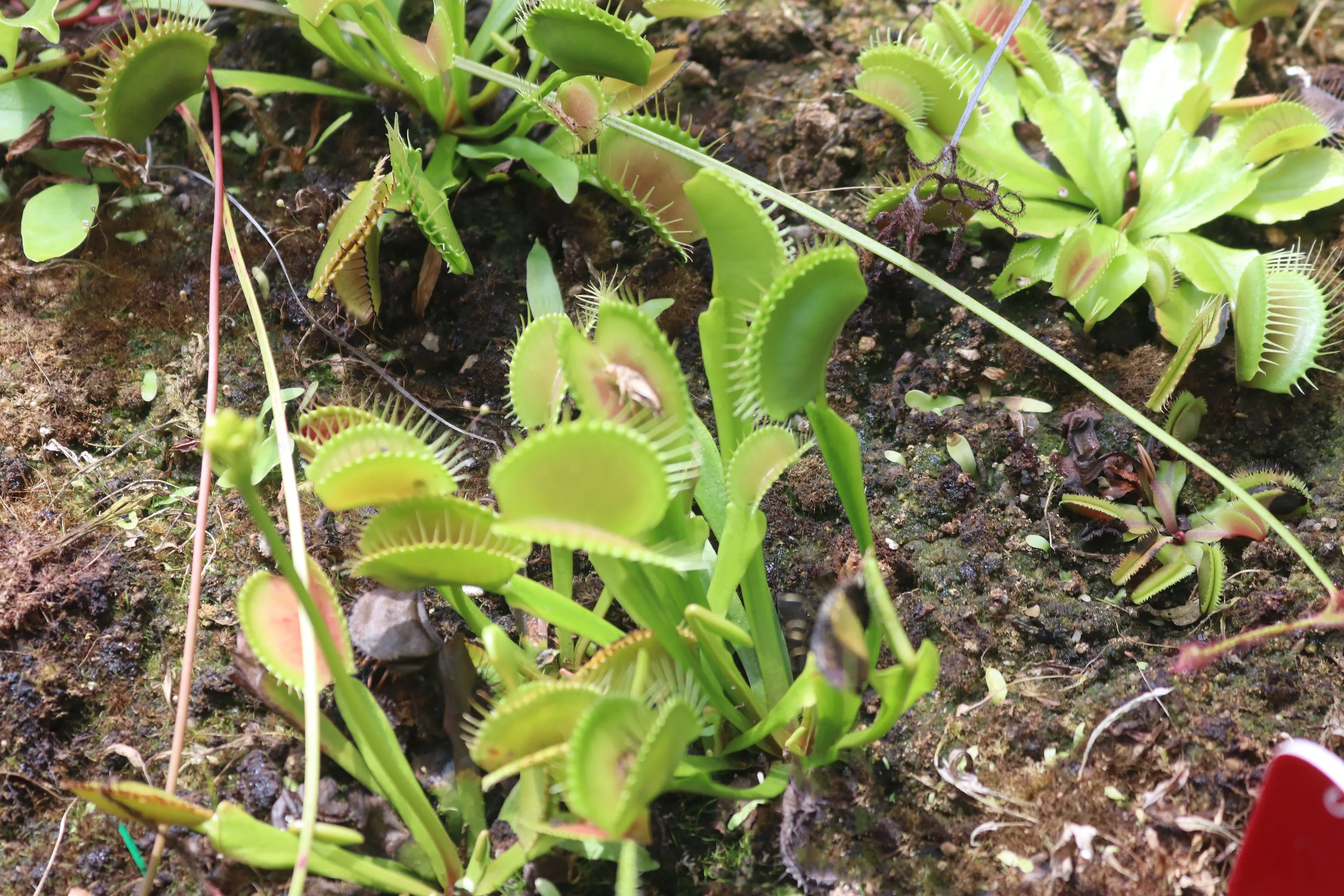 Carnivorous Plants