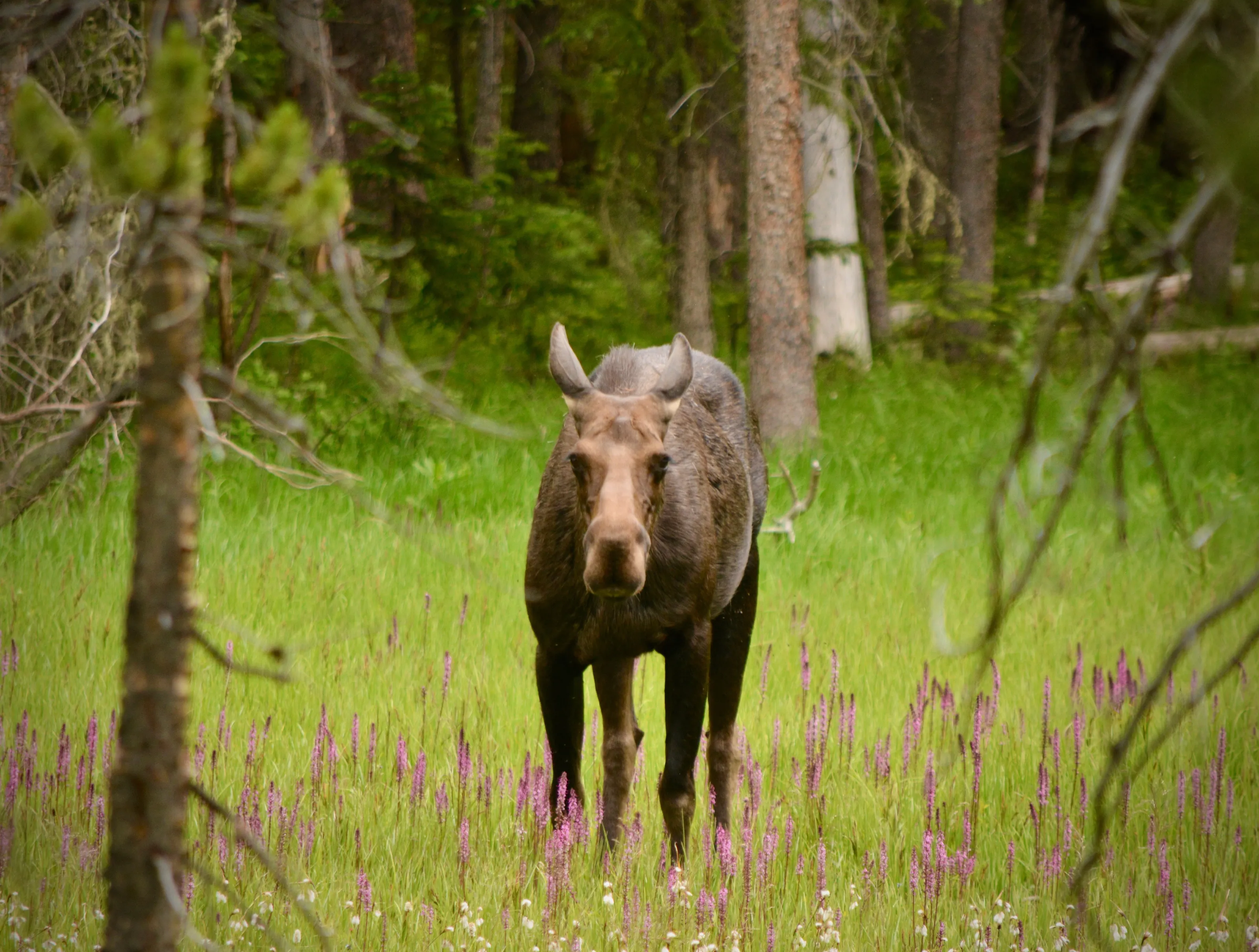 Moose in the Wild