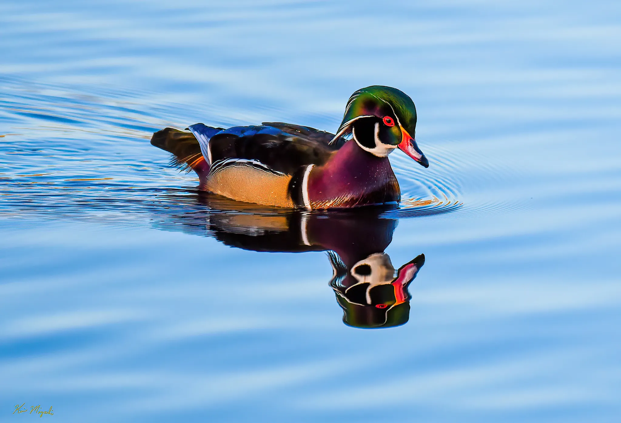 Bird Reflections in Water (in colour)