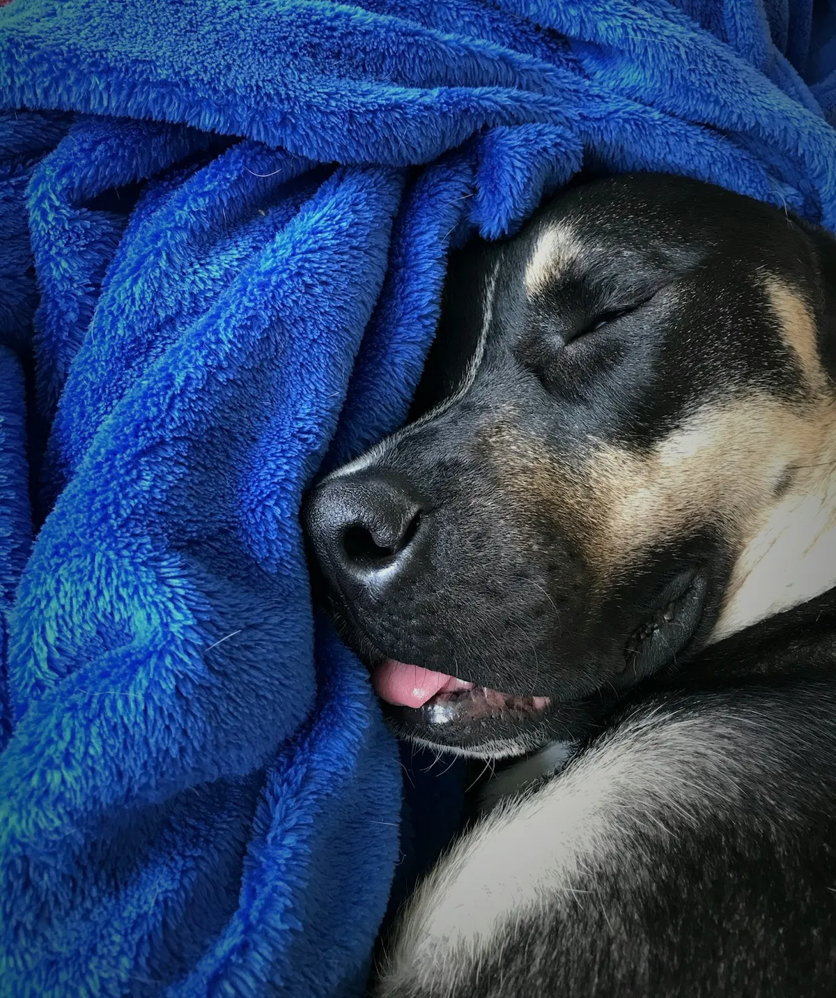 Sleeping Furry Pets