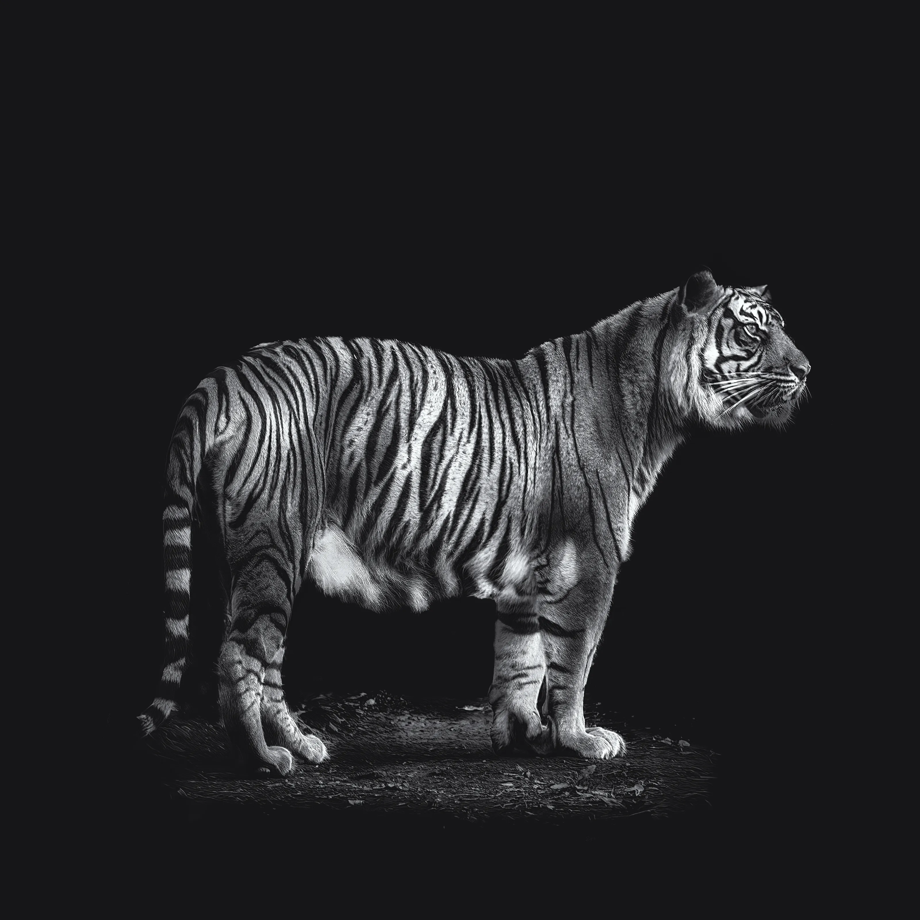 Felines