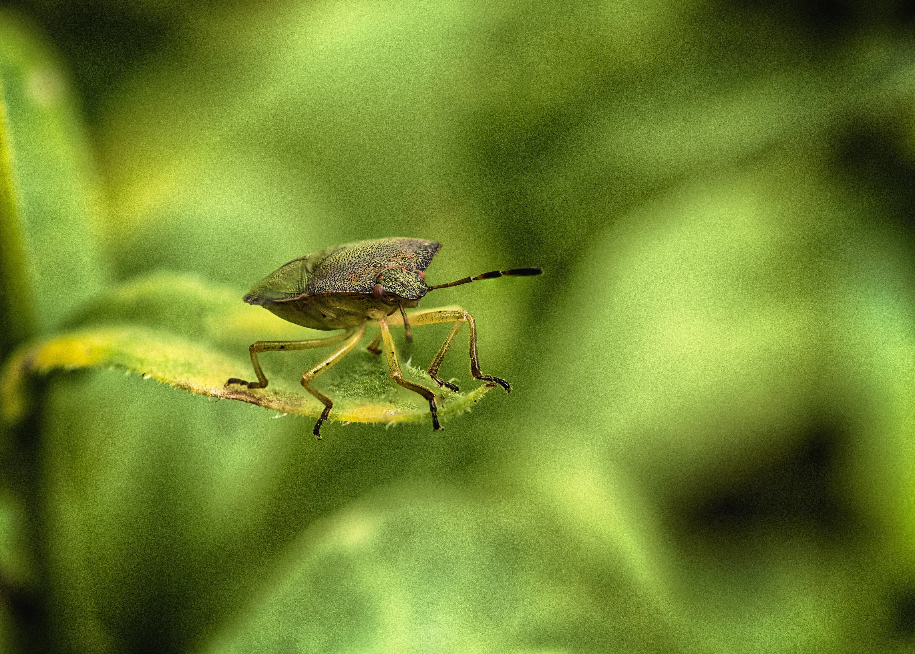Sheild Bug
