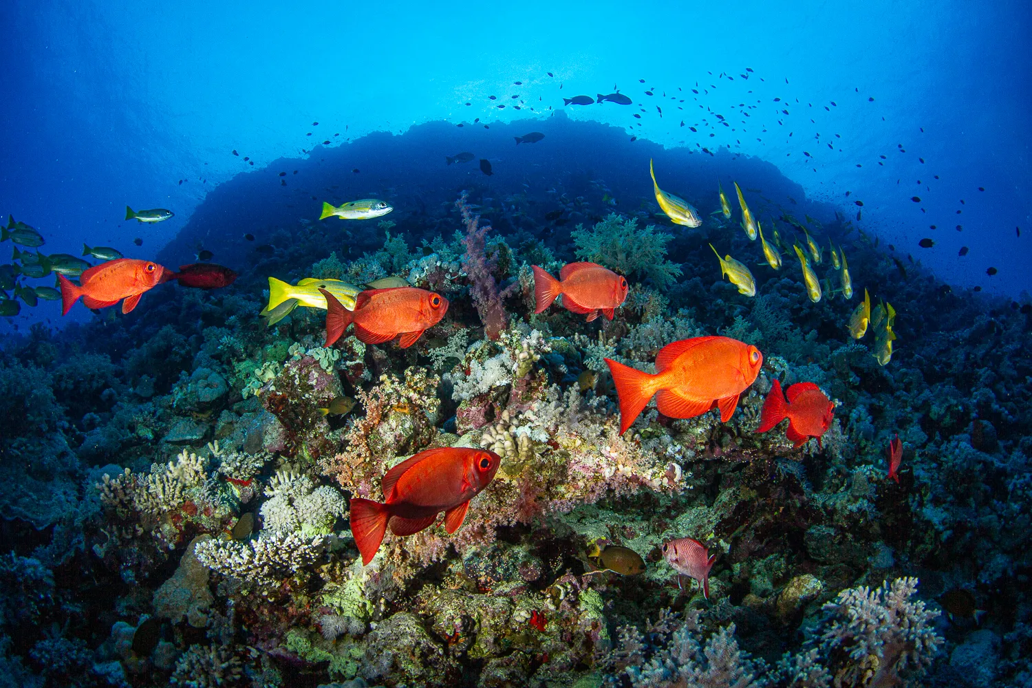 Underwater Life