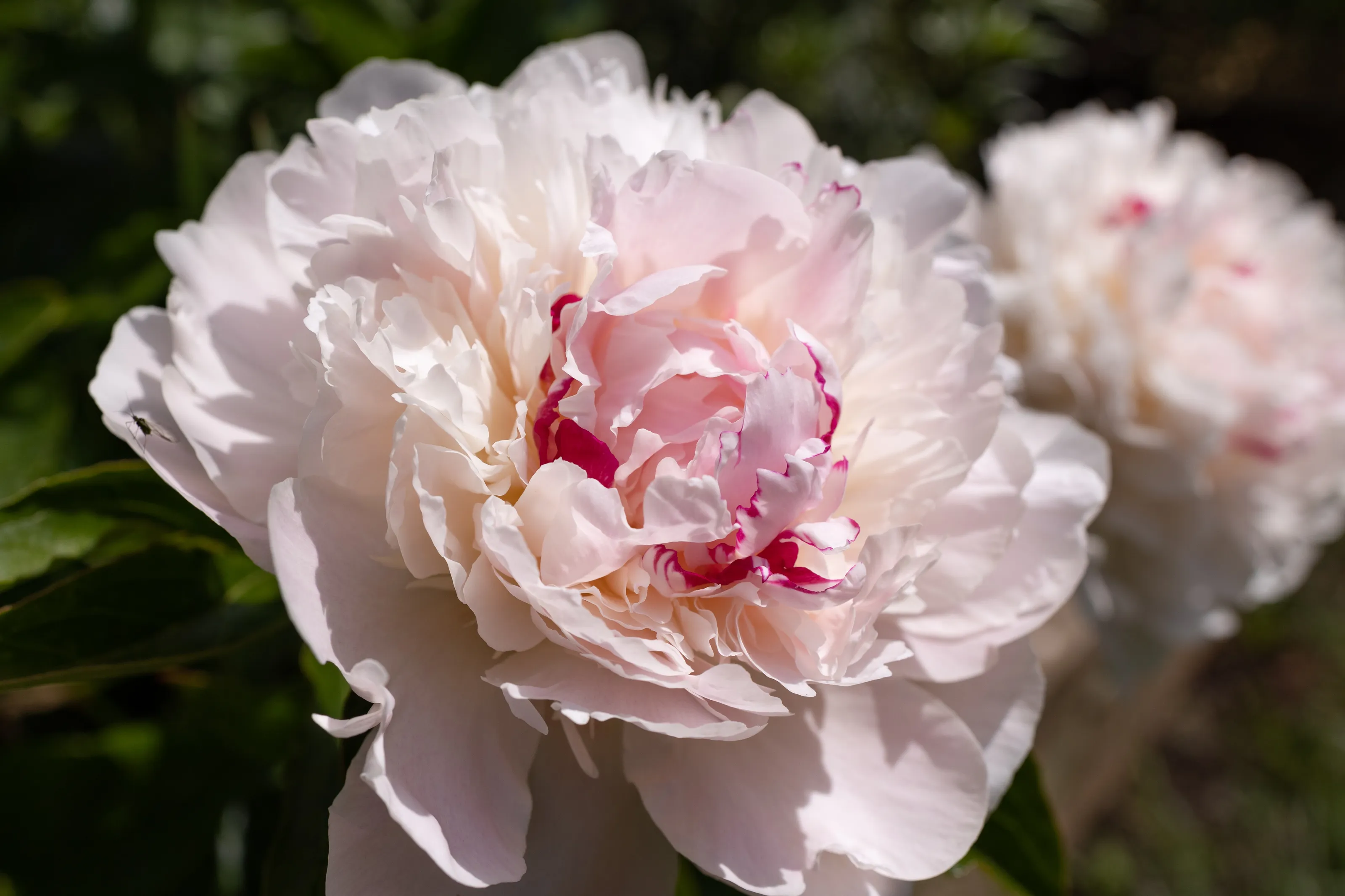 Peonies