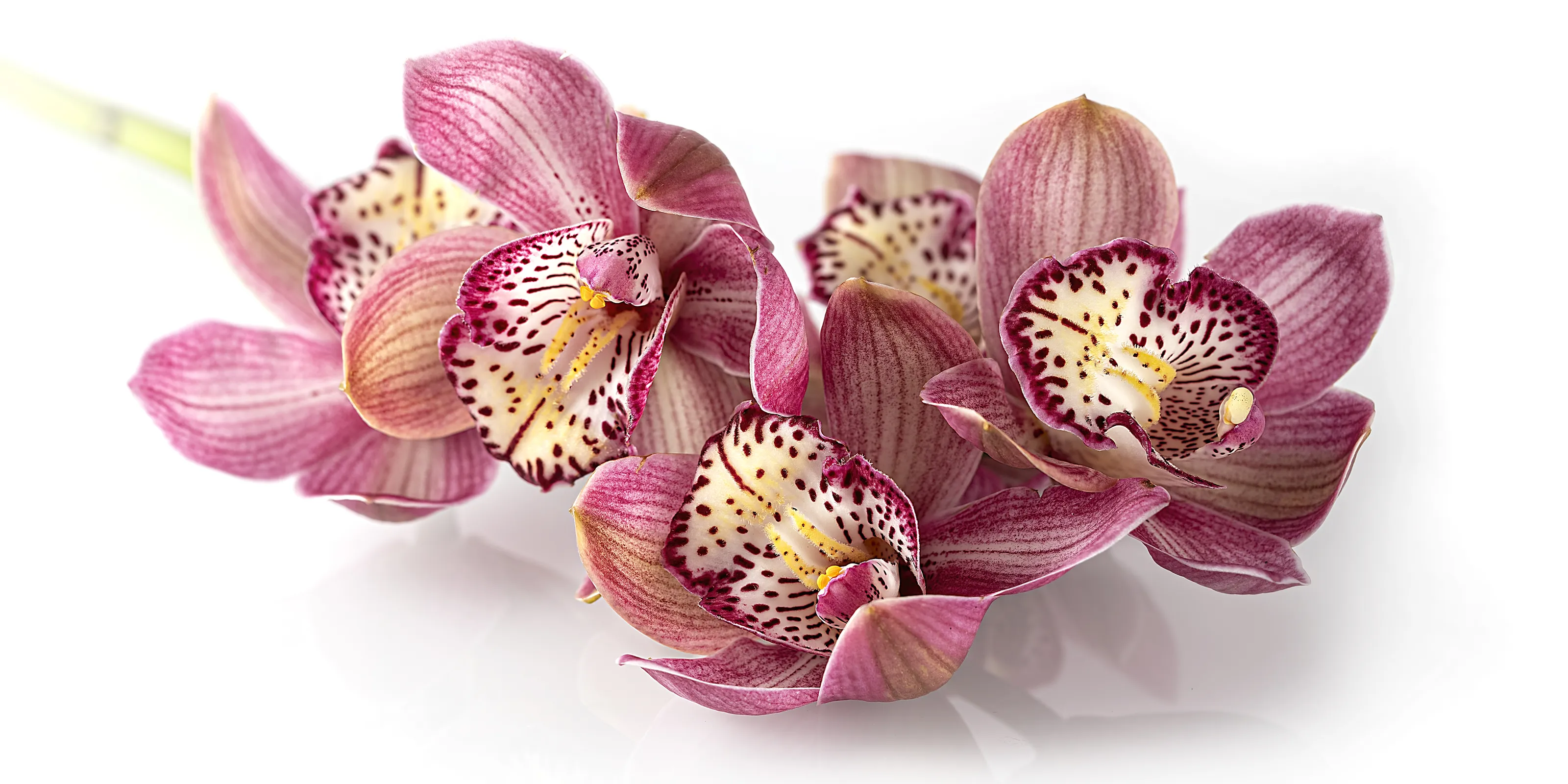 Beautiful Still Life Flower Arrangements