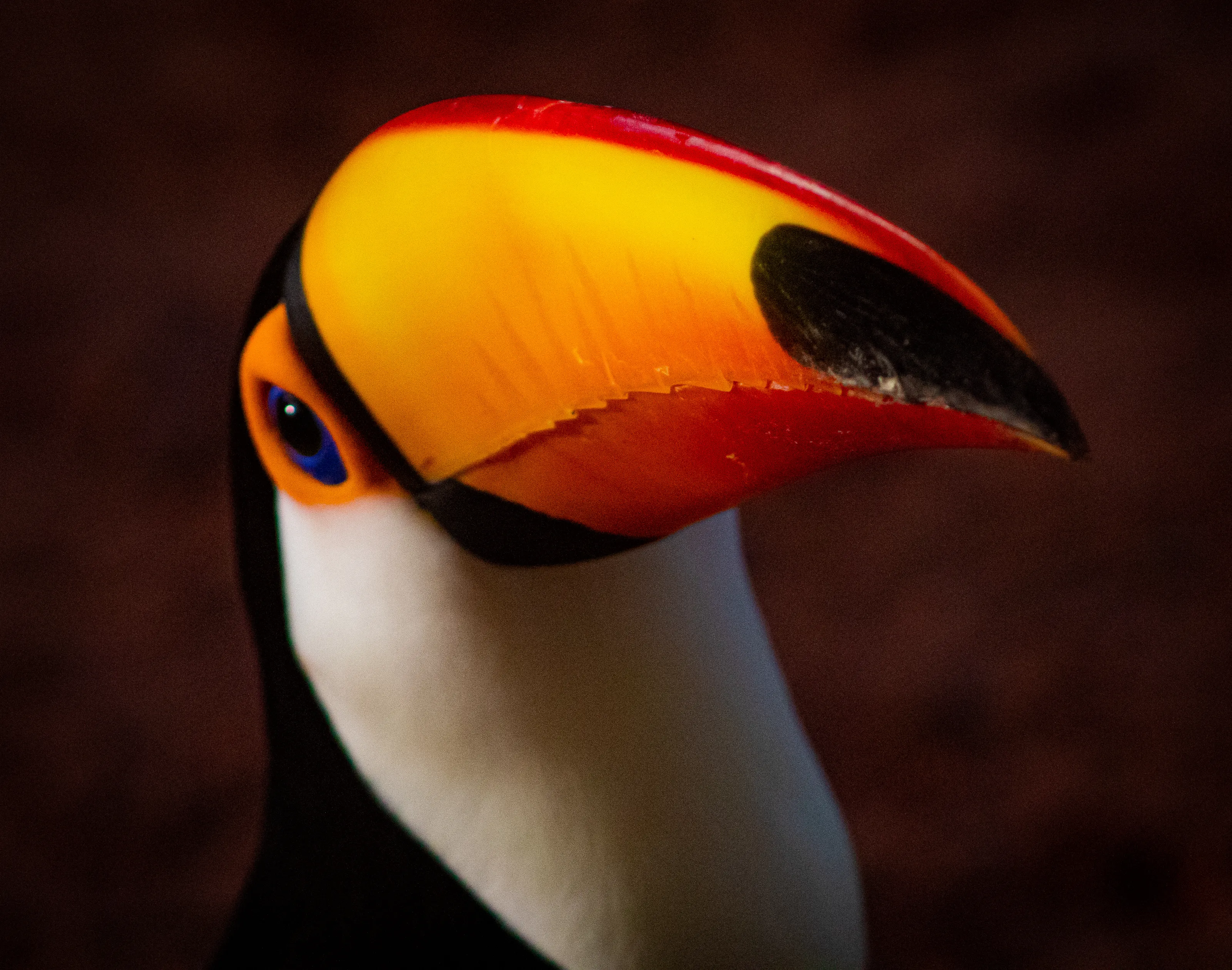 Wild Tropical Birds