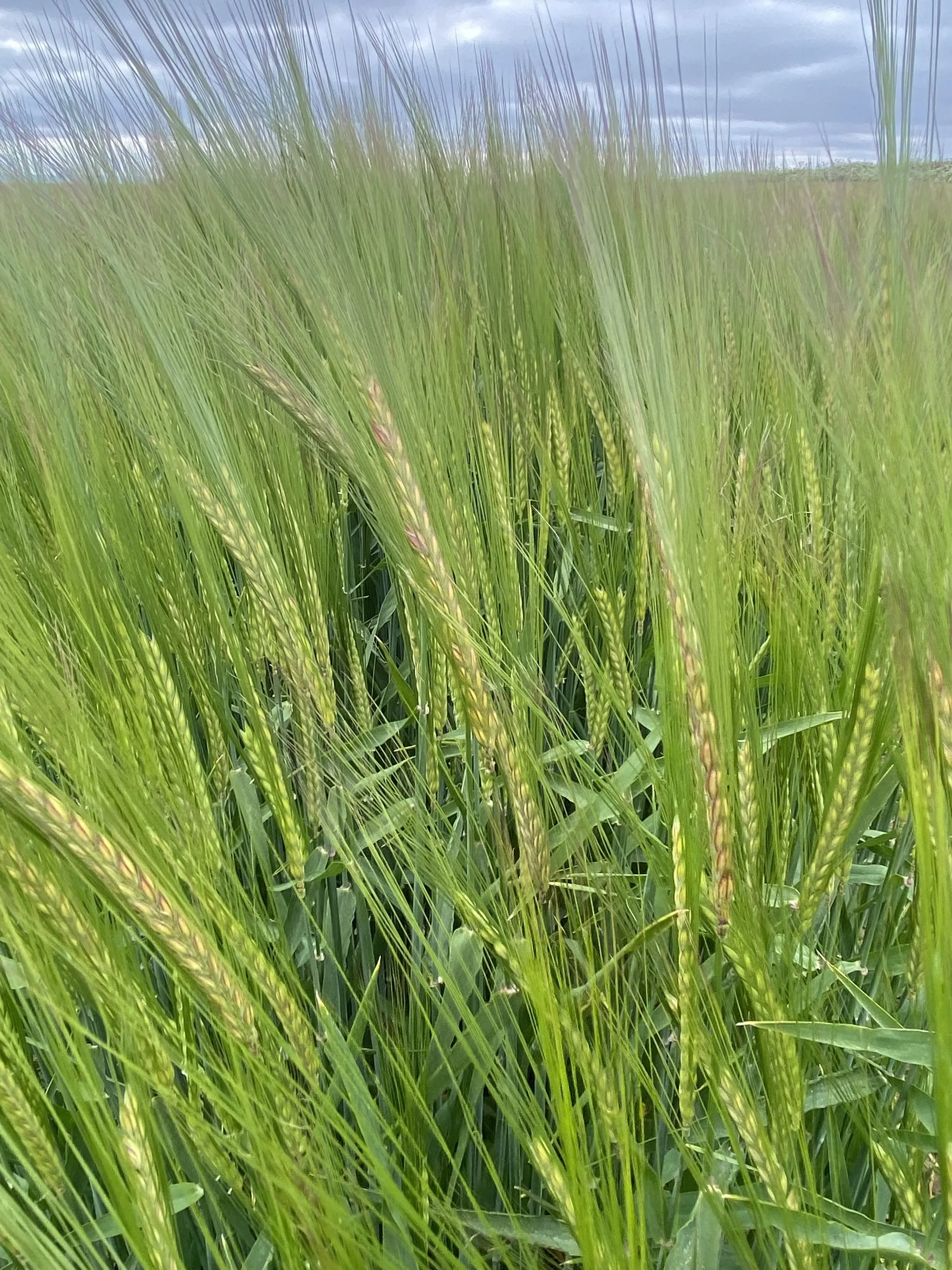 Fields of Cereal Crops