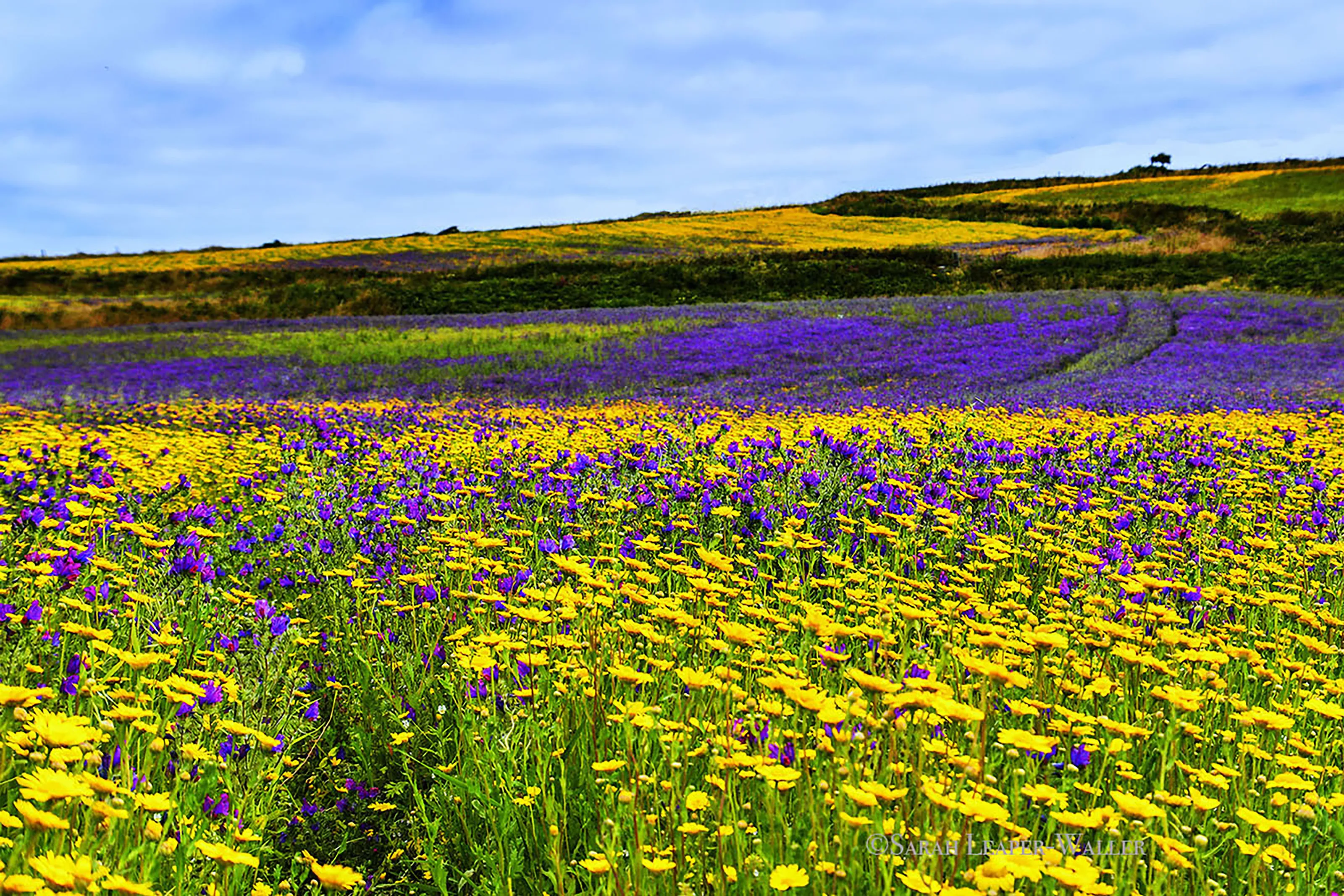 Fields