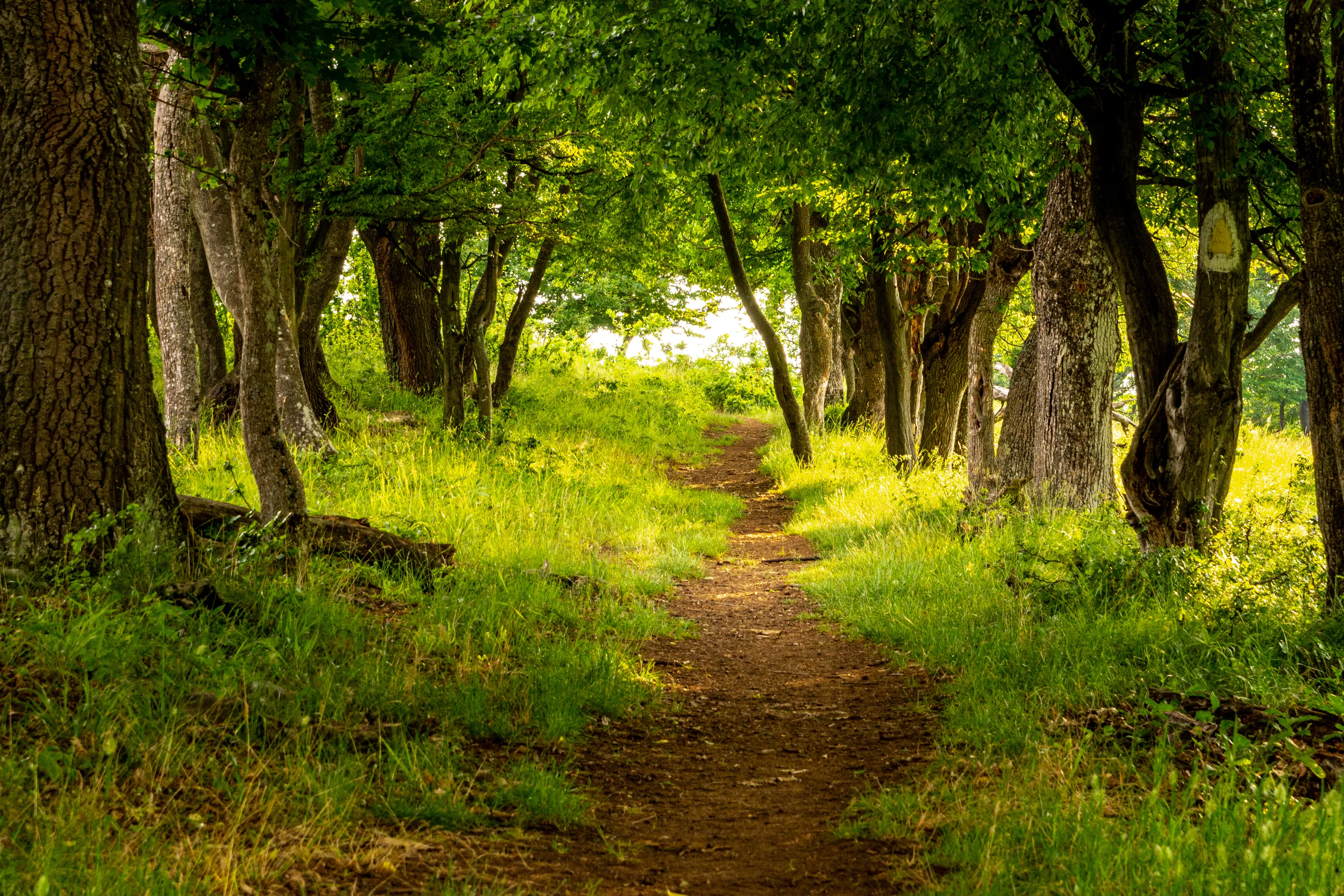 Deserted Paths