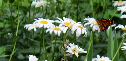 Daisies and Daisy-Like Flowers