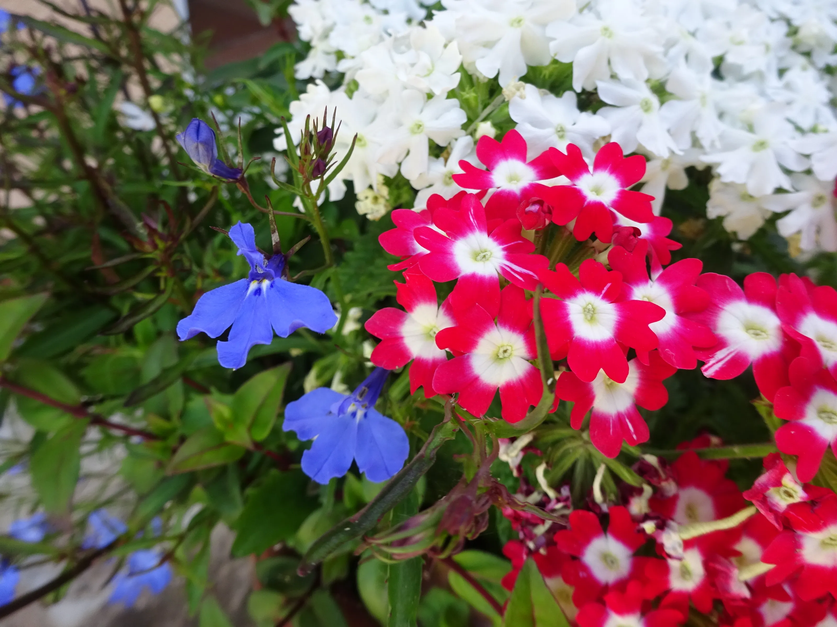 Something Natural that is Small and Beautiful