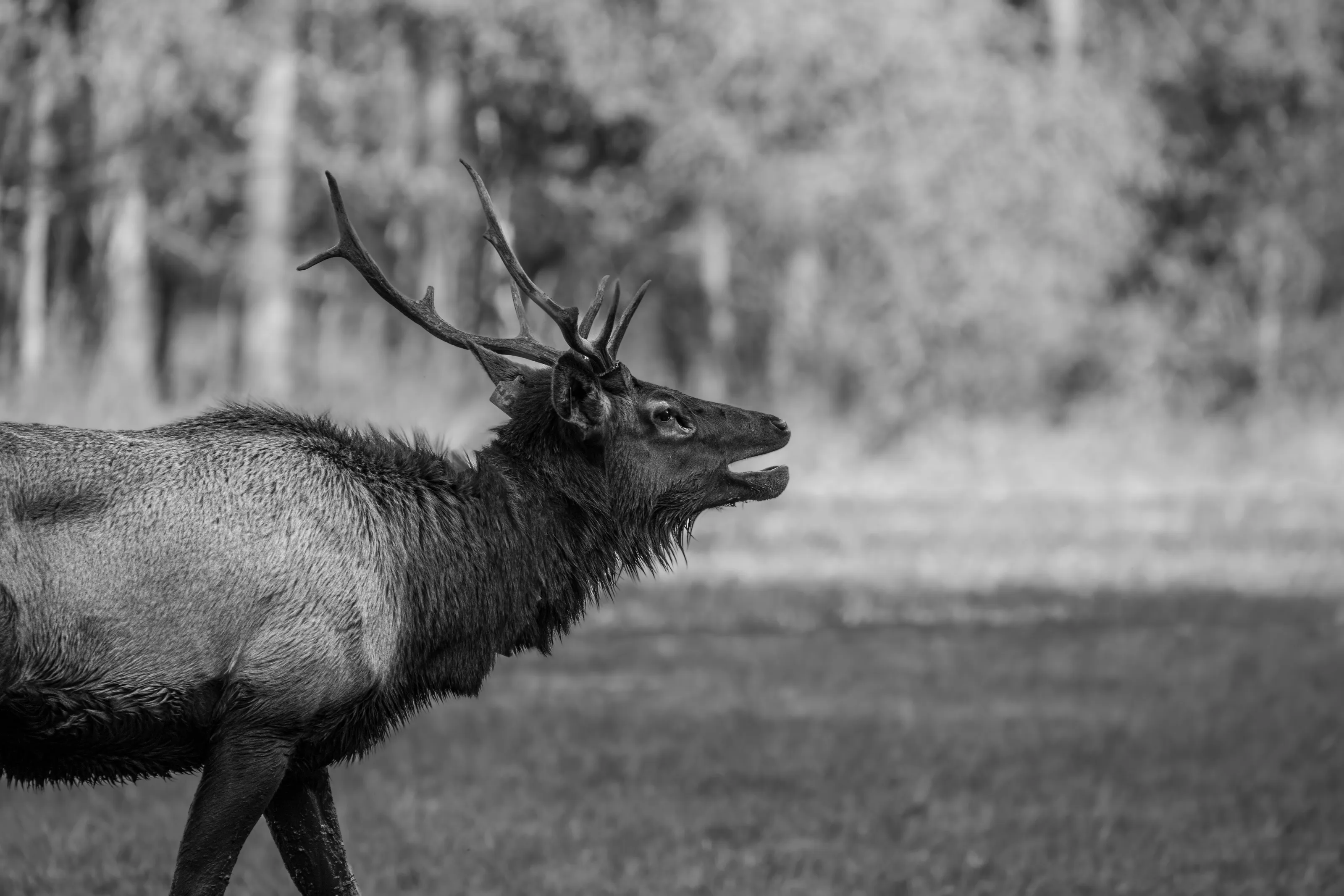 Forest Animals