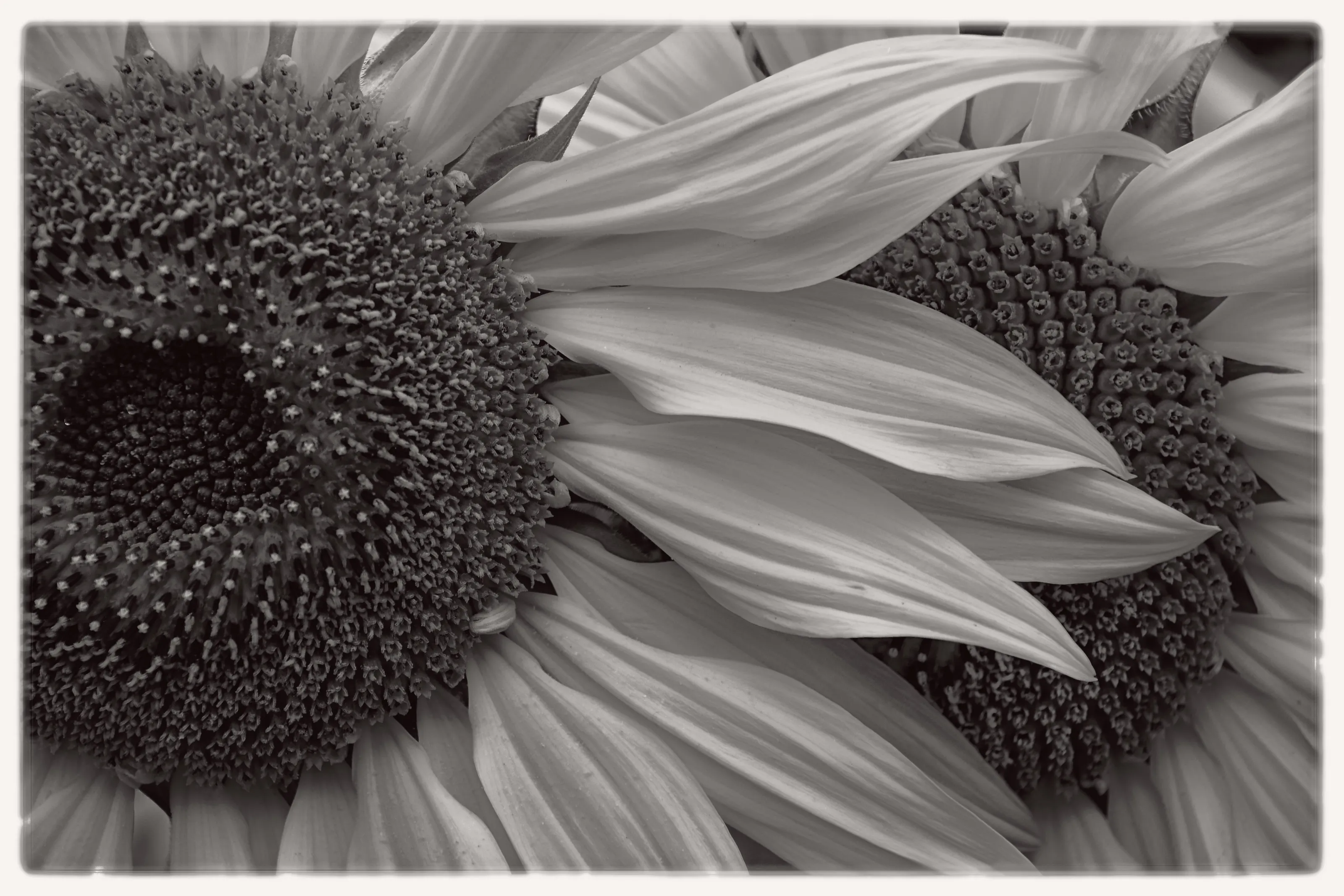 Flowers in Black and White