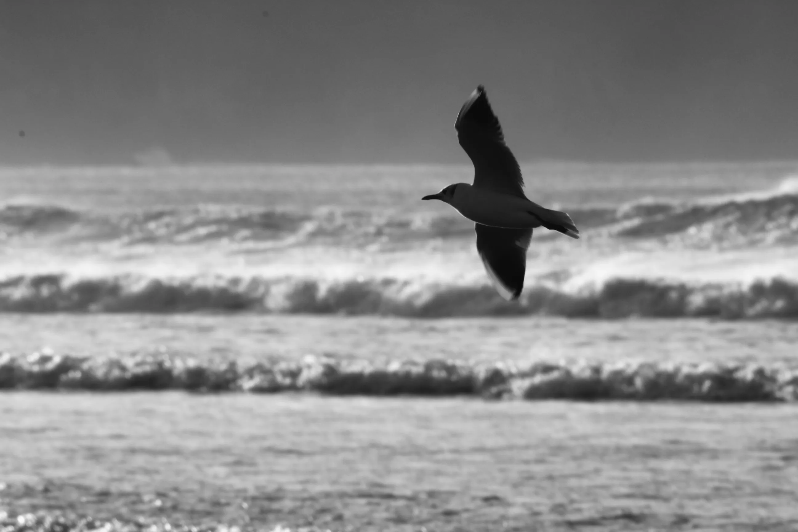 Seagulls in Nature