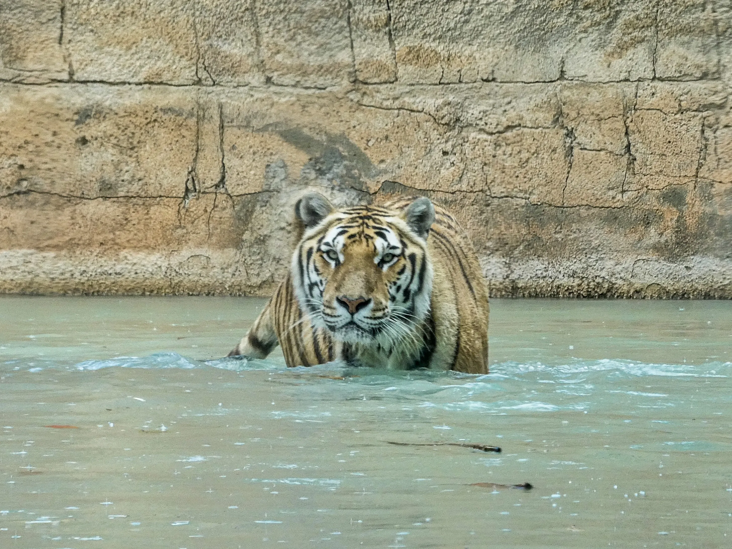 Animals in Water