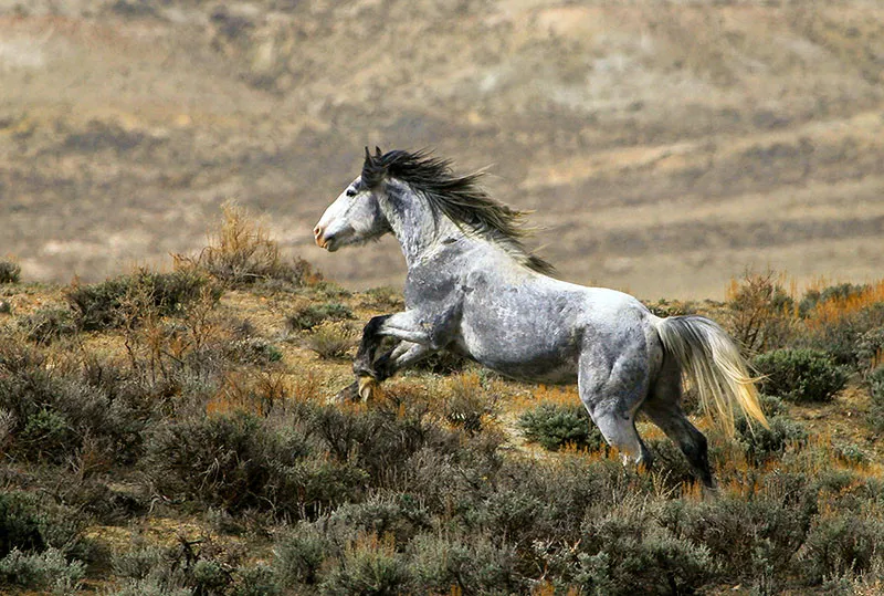 Animals Running