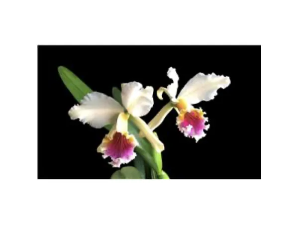 Orchids (in colour)