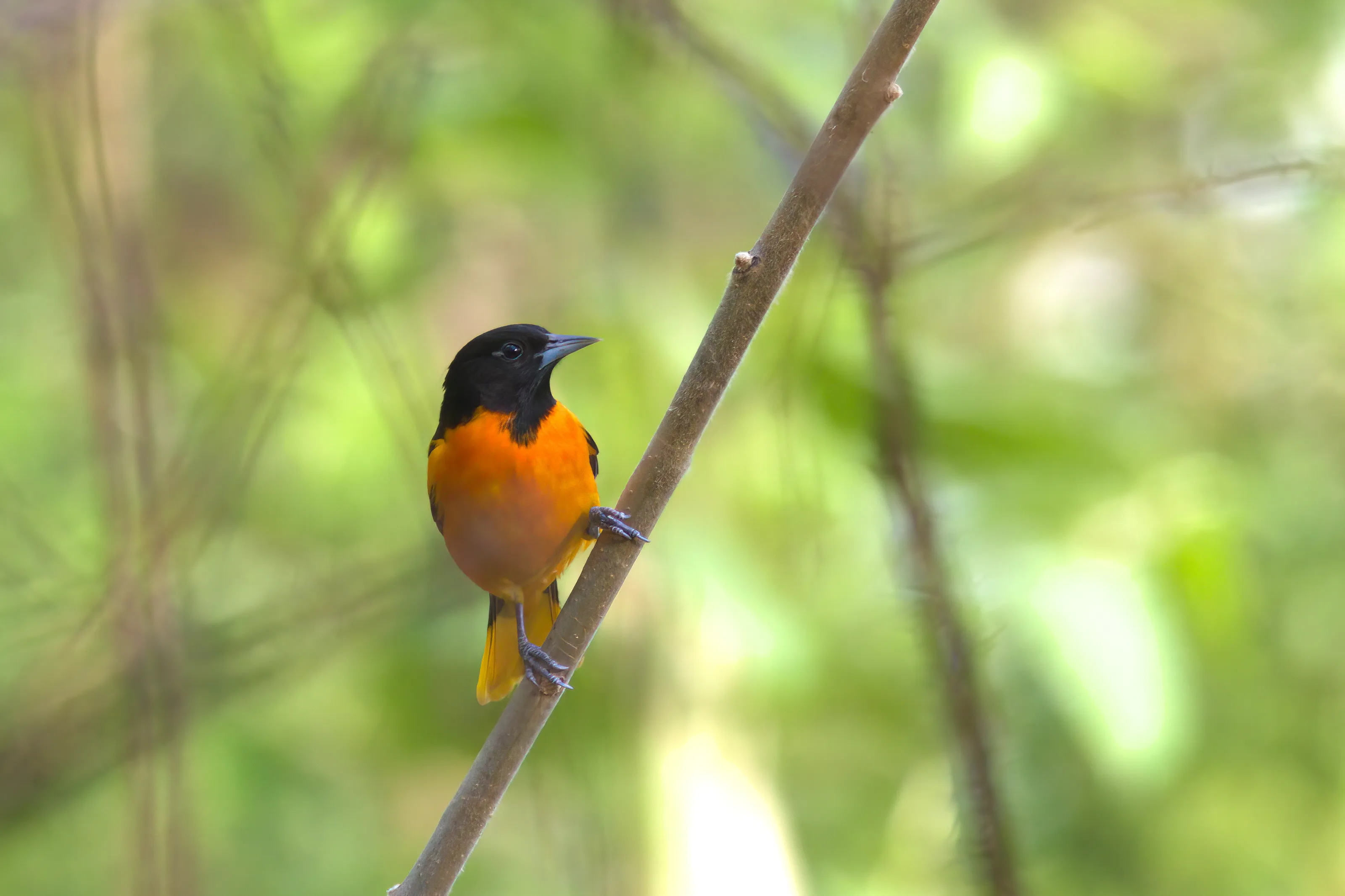 Black and Orange Birds