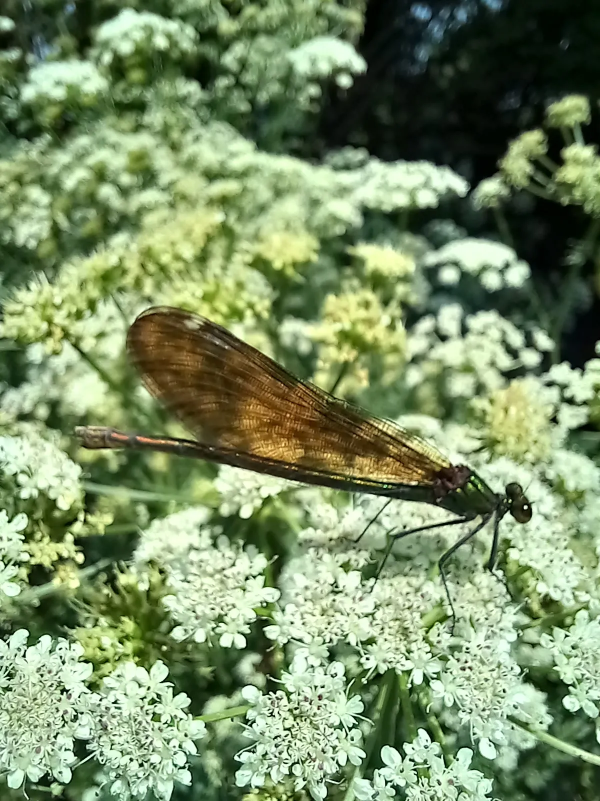 Insects in Natural Surroundings