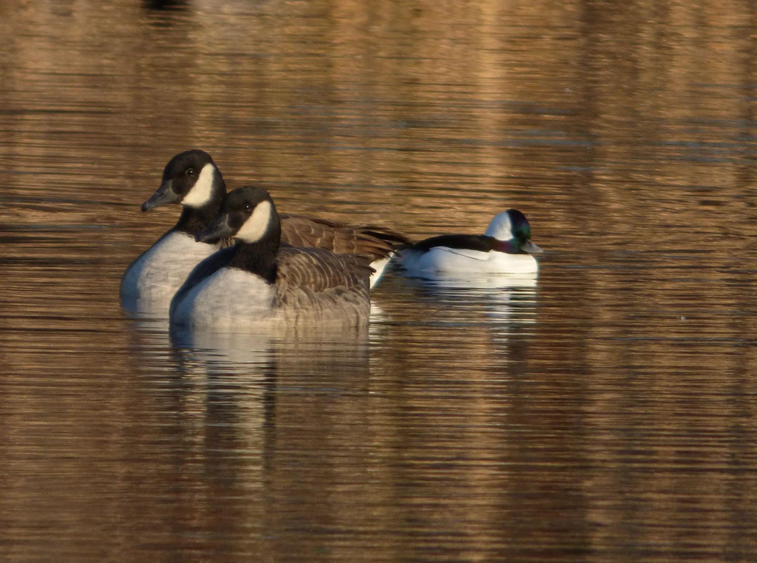 Ducks and Geese