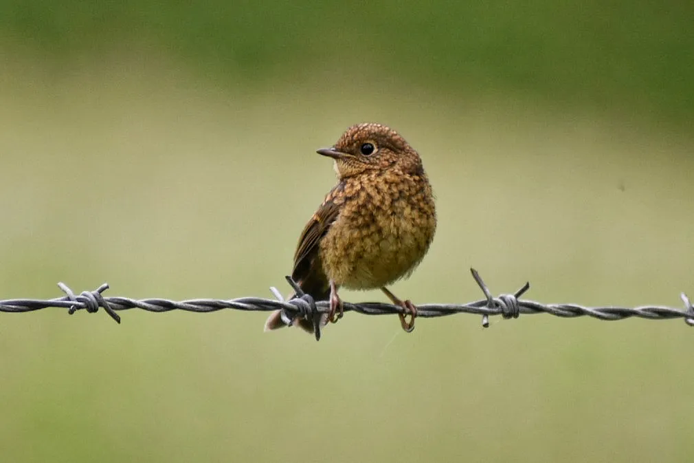 Brown Birds (in colour)