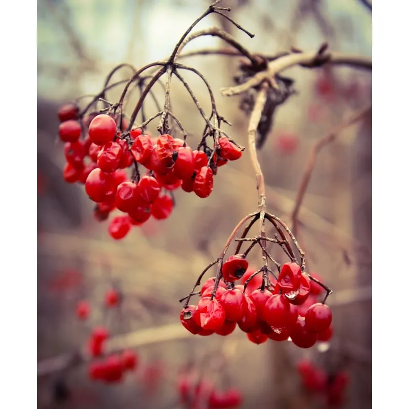 Berries