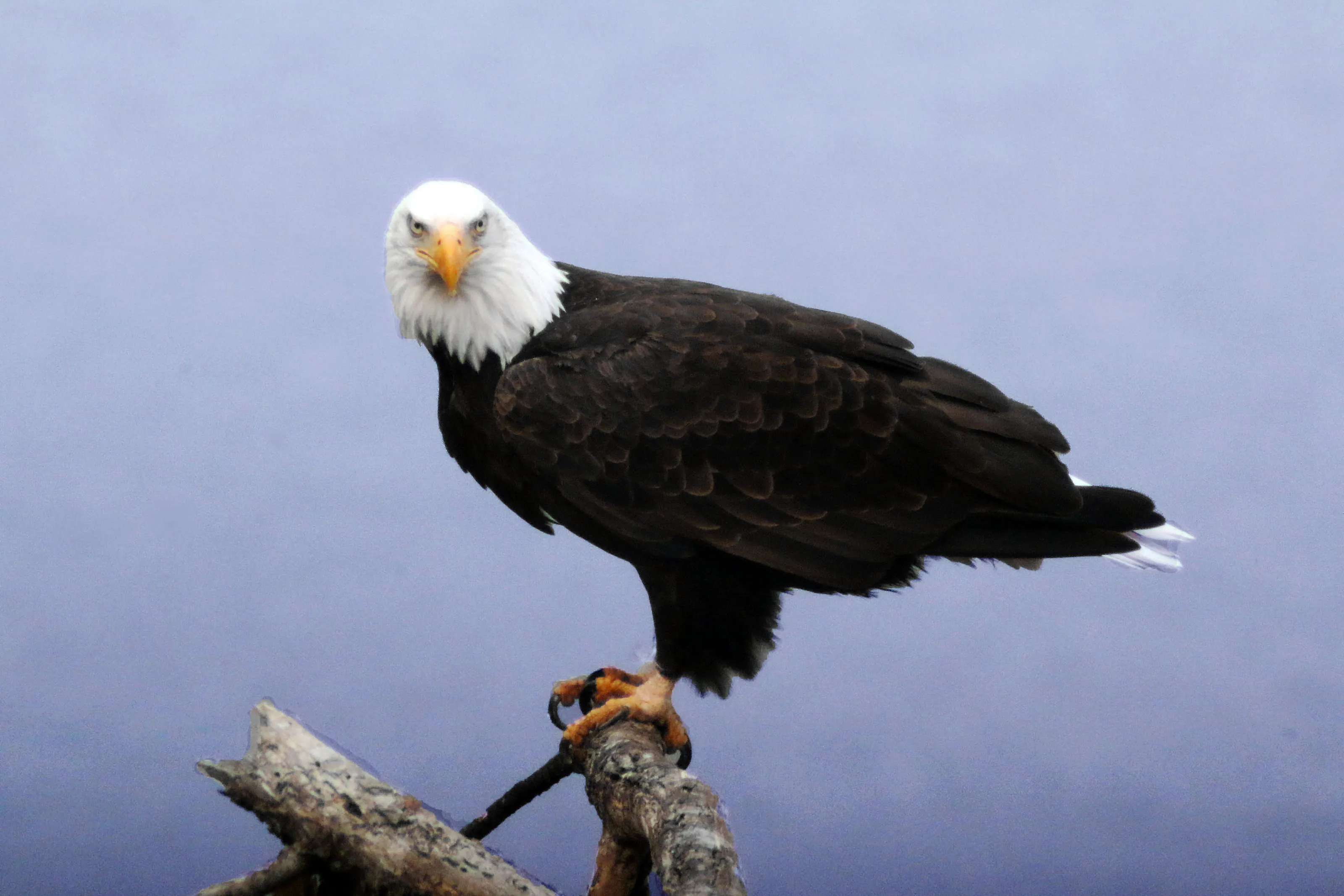Bald Eagles