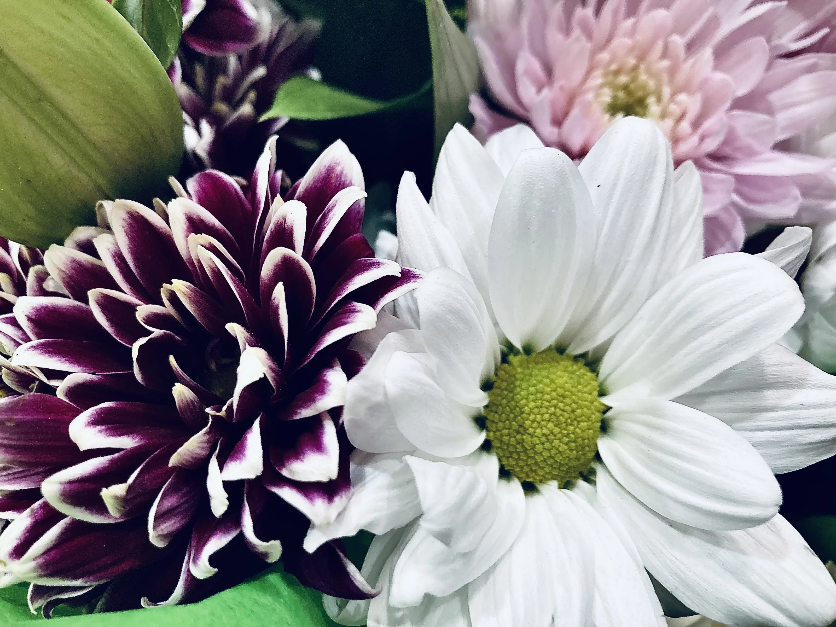 Purple with Other Colours