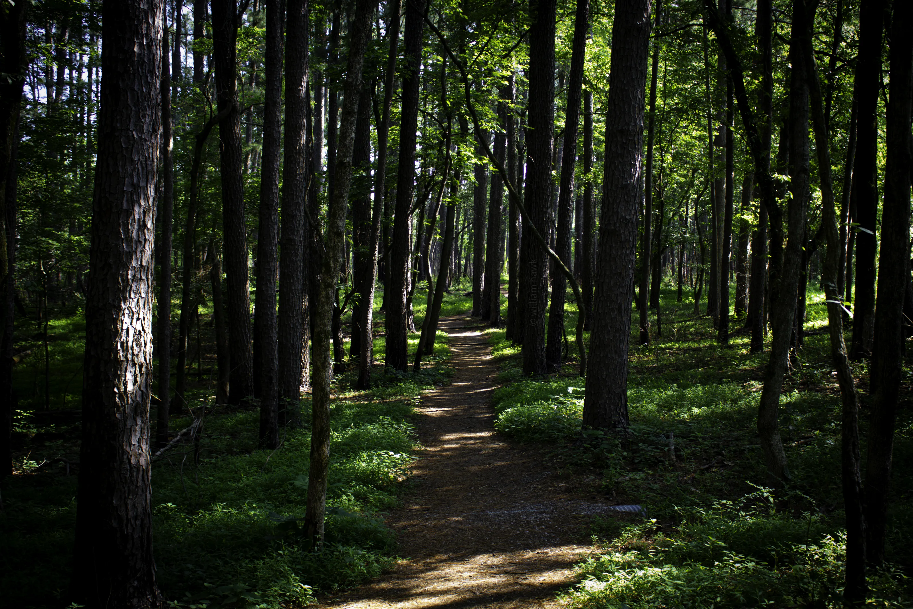 Things Seen on a Nature Hike (in colour)
